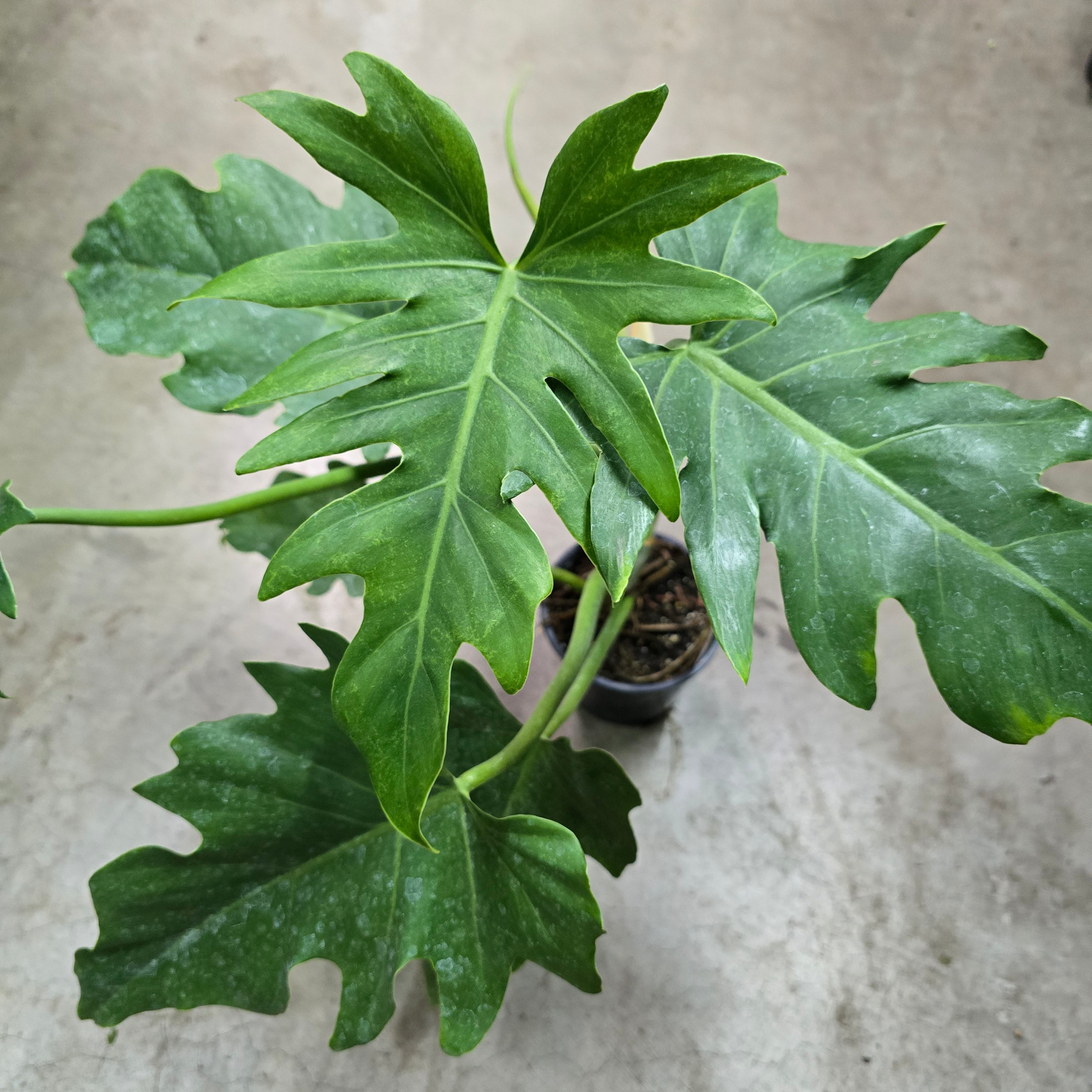 Philodendron Radiatum (Barryii) - 4