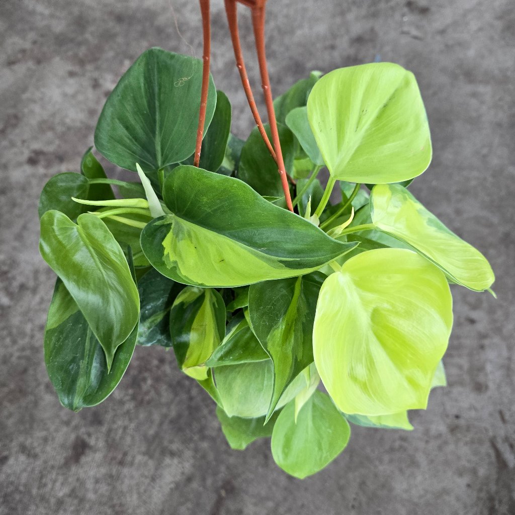 Philodendron hederaceum ' Brasil' - 6