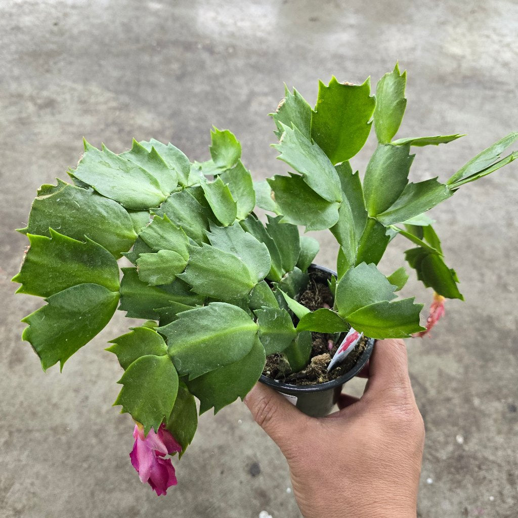 Schlumbergera truncata  - 4