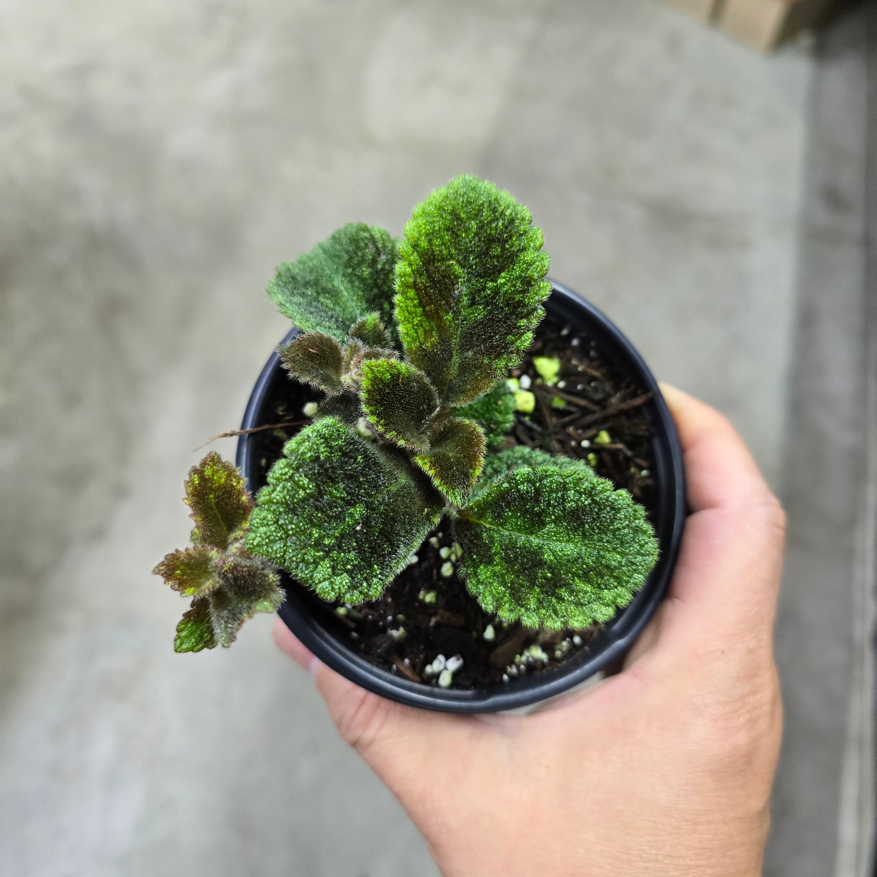 Episcia 'Sophia' - 4