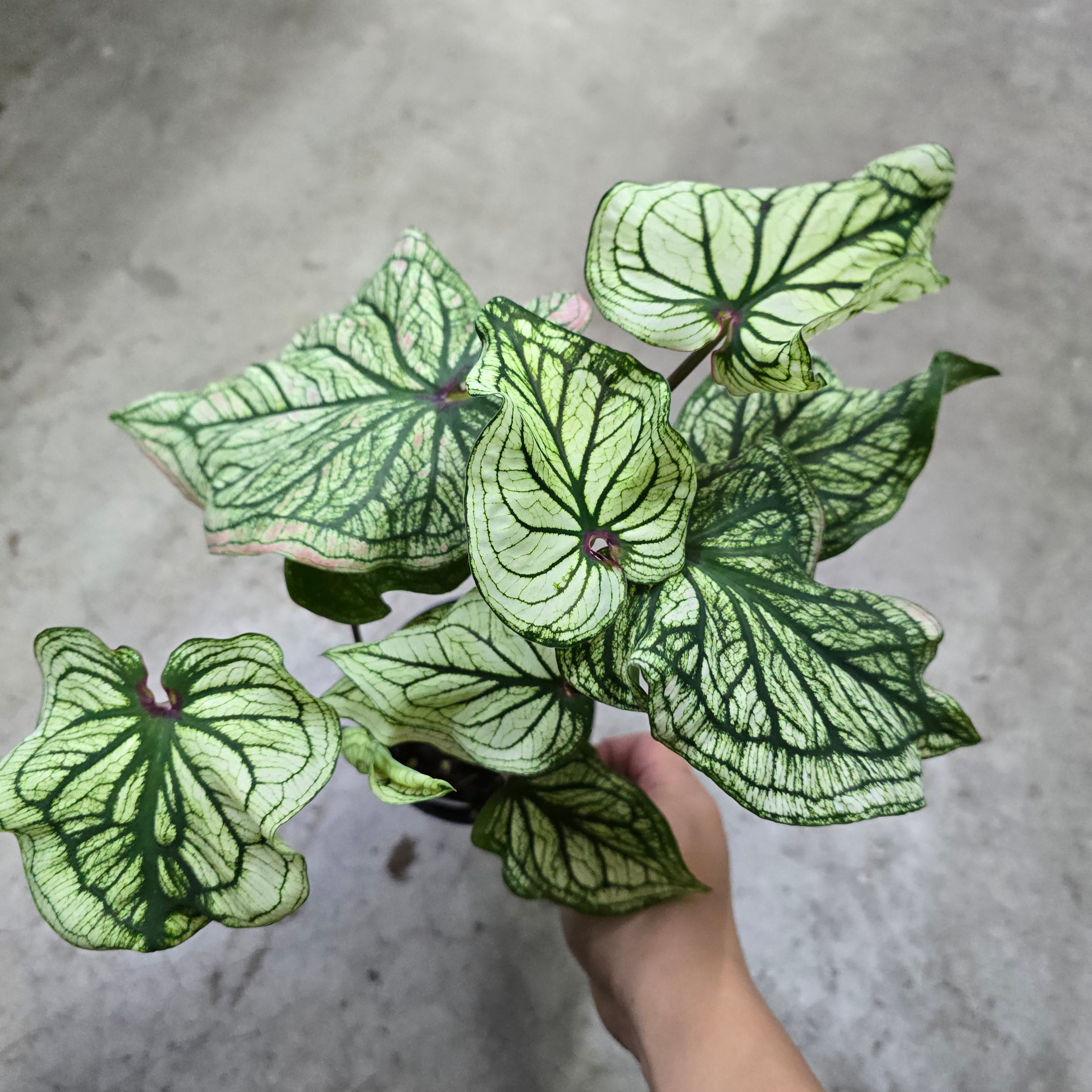 Caladium 'Debutante' - 4