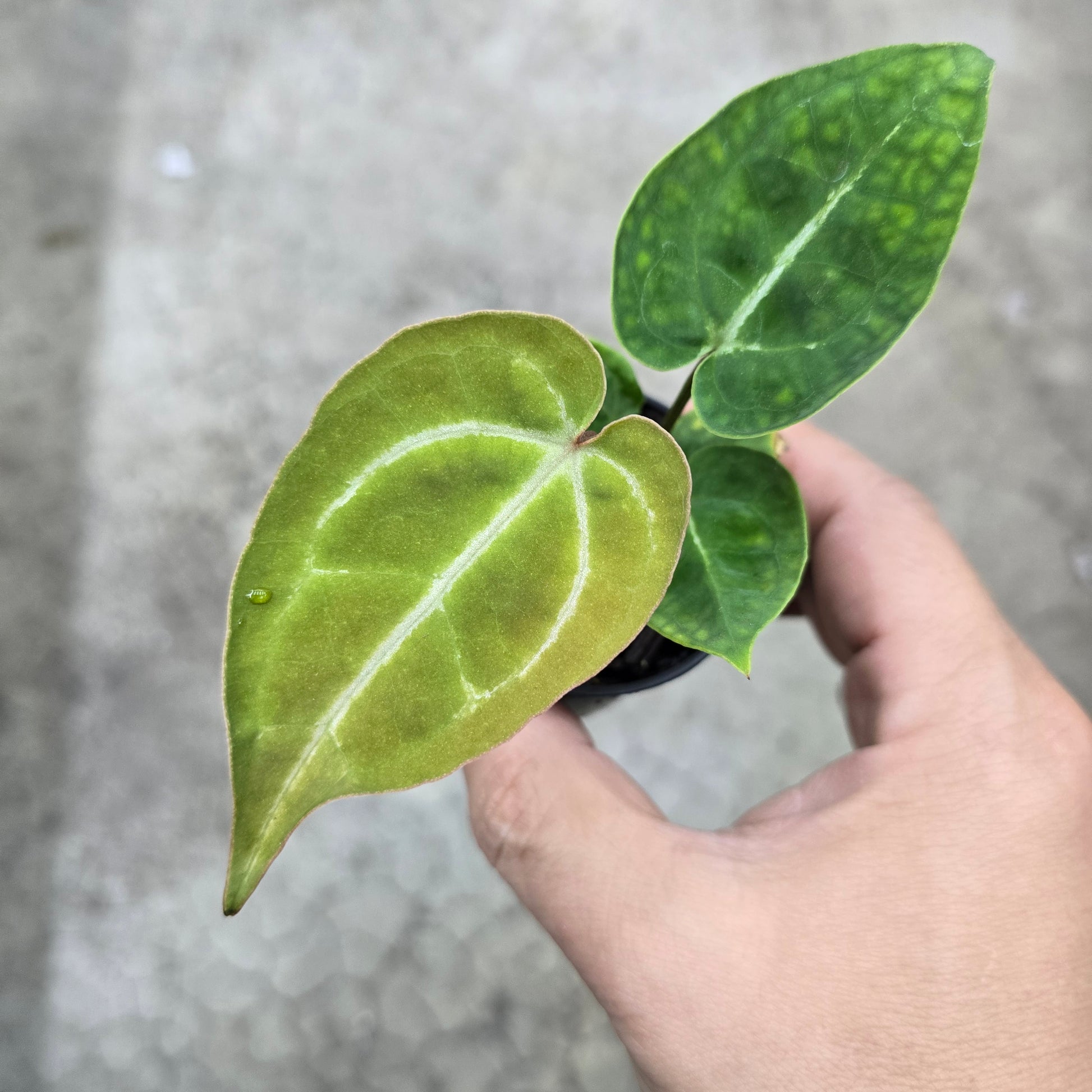 anthurium crystallinum x dorayaki Anthurium dorayaki hybrid