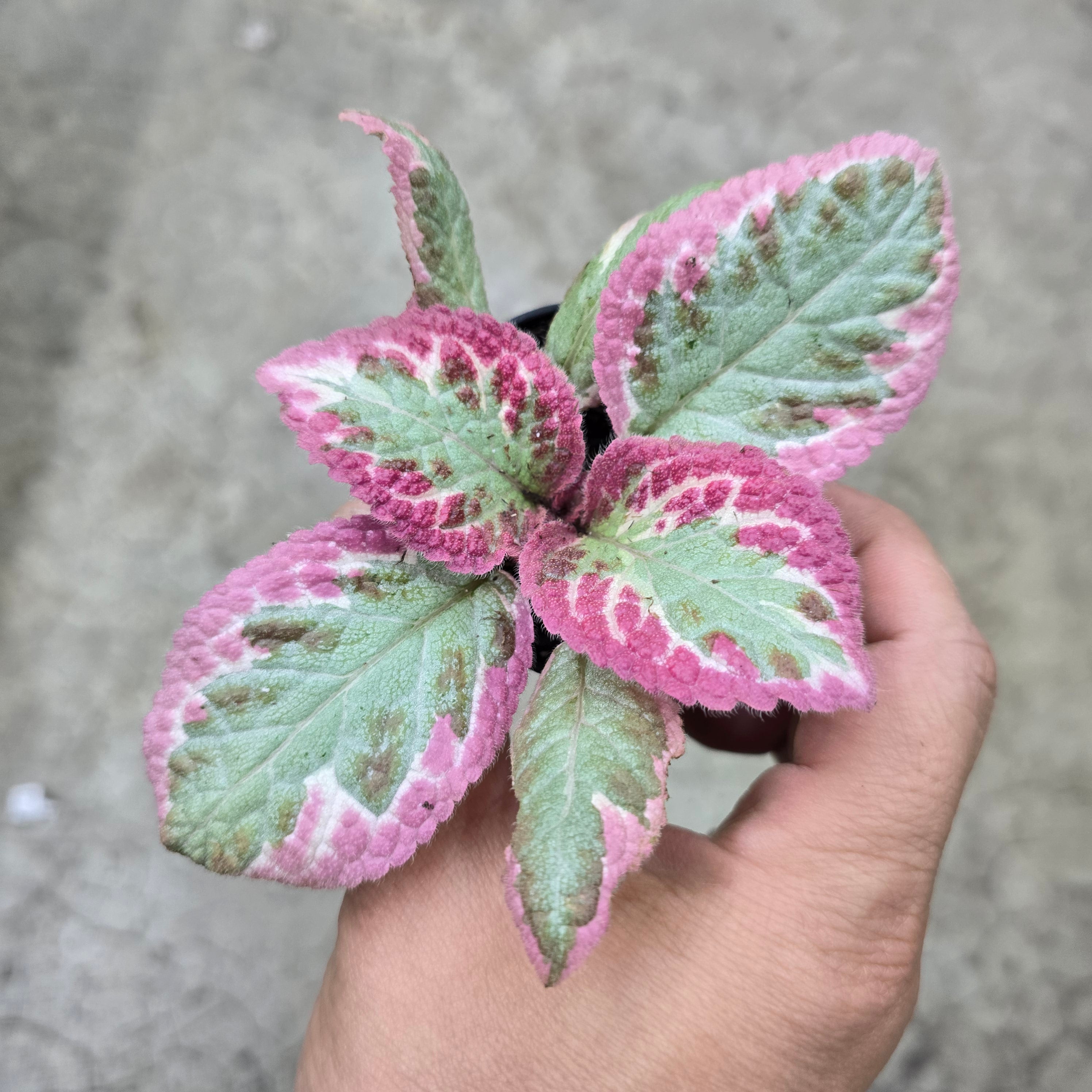 Episcia cupreata  'Cleopatra' - 2