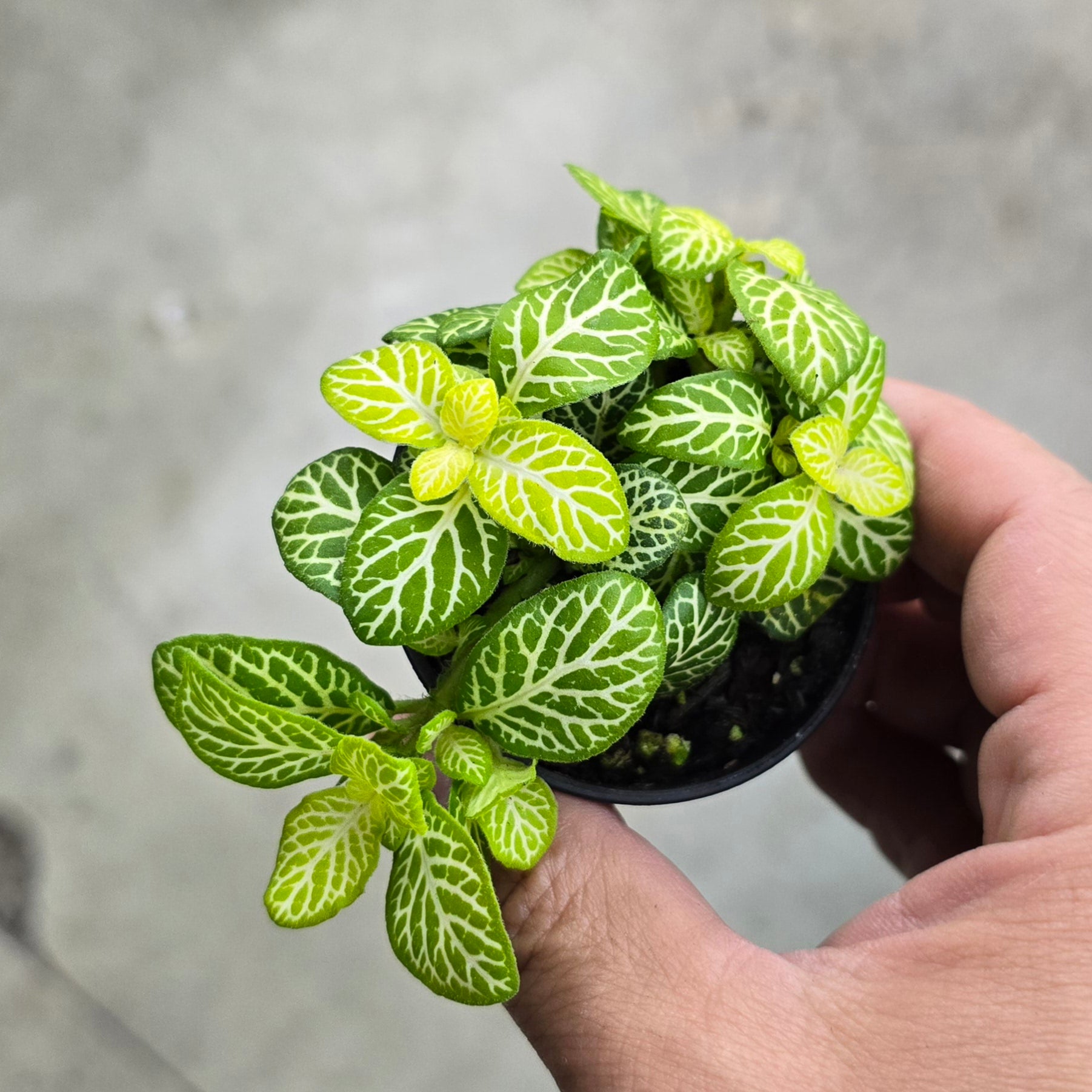 Fittonia 'Joly Lemon' - 2