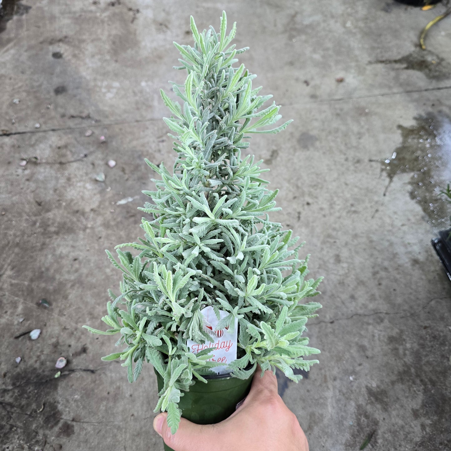 Lavandula assorted - cone (4")
