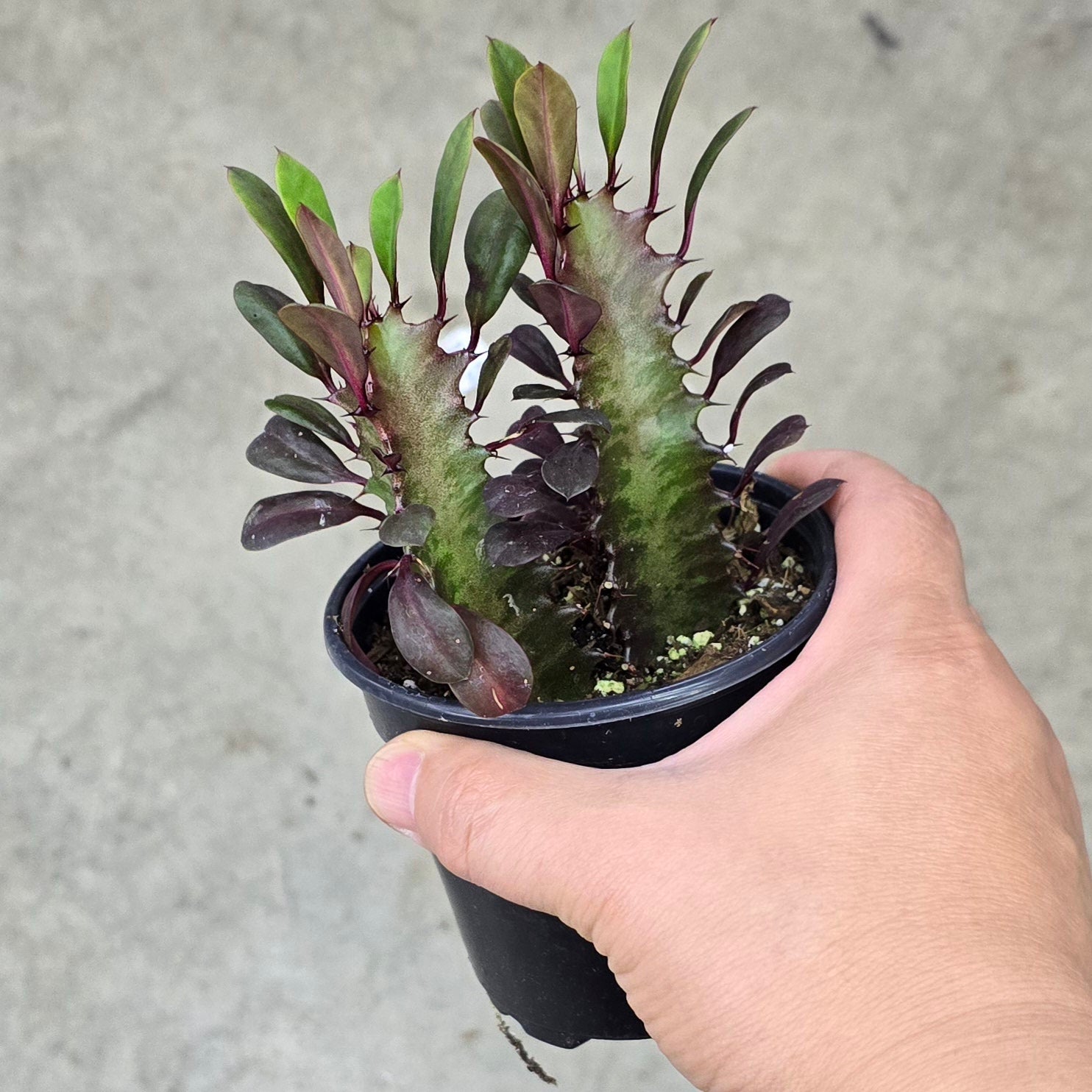 Euphorbia trigona 'Rubra' - 4