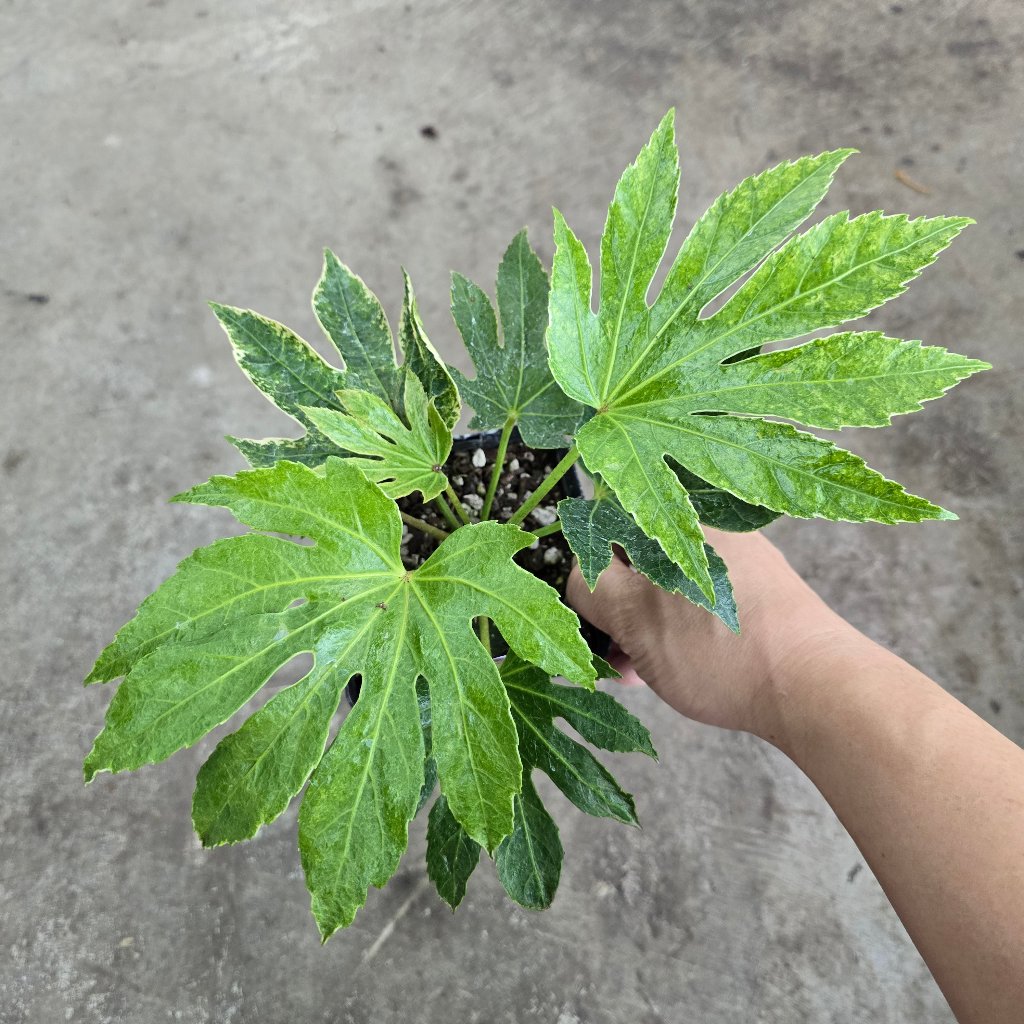 Fatsia japonica 'Spider Web' - 4.5