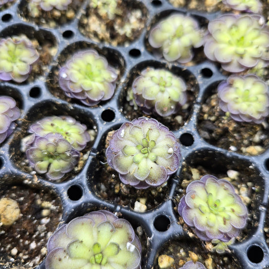 Pinguicula cyclosect - 2"
