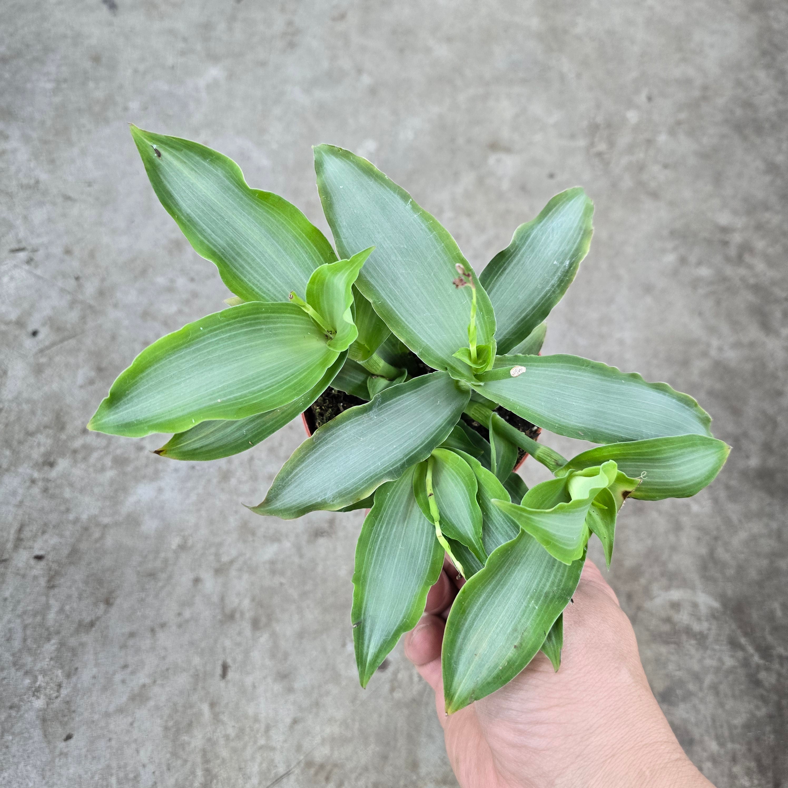 Murdannia loriformis 'Bright Star' - 4