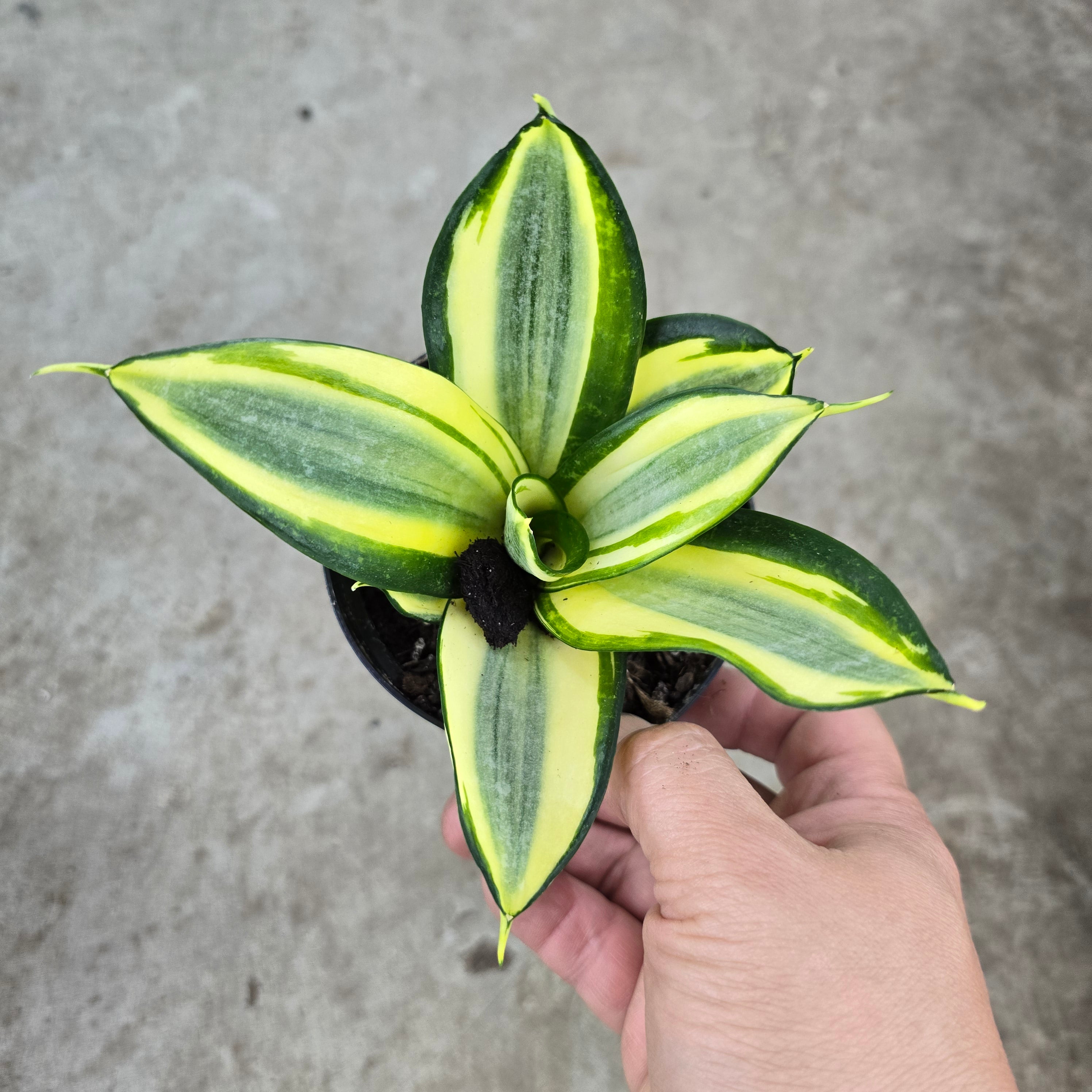 Sansevieria hahnii 'Gold  Star' - 4