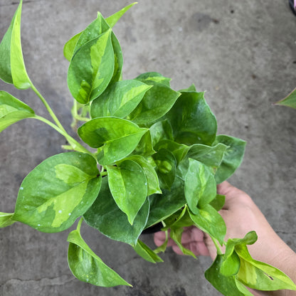 emerald pothos for sale Epipremnum aureum 'Global Green'