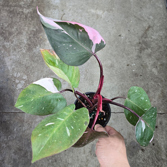 Philodendron 'Red Anderson' -4"