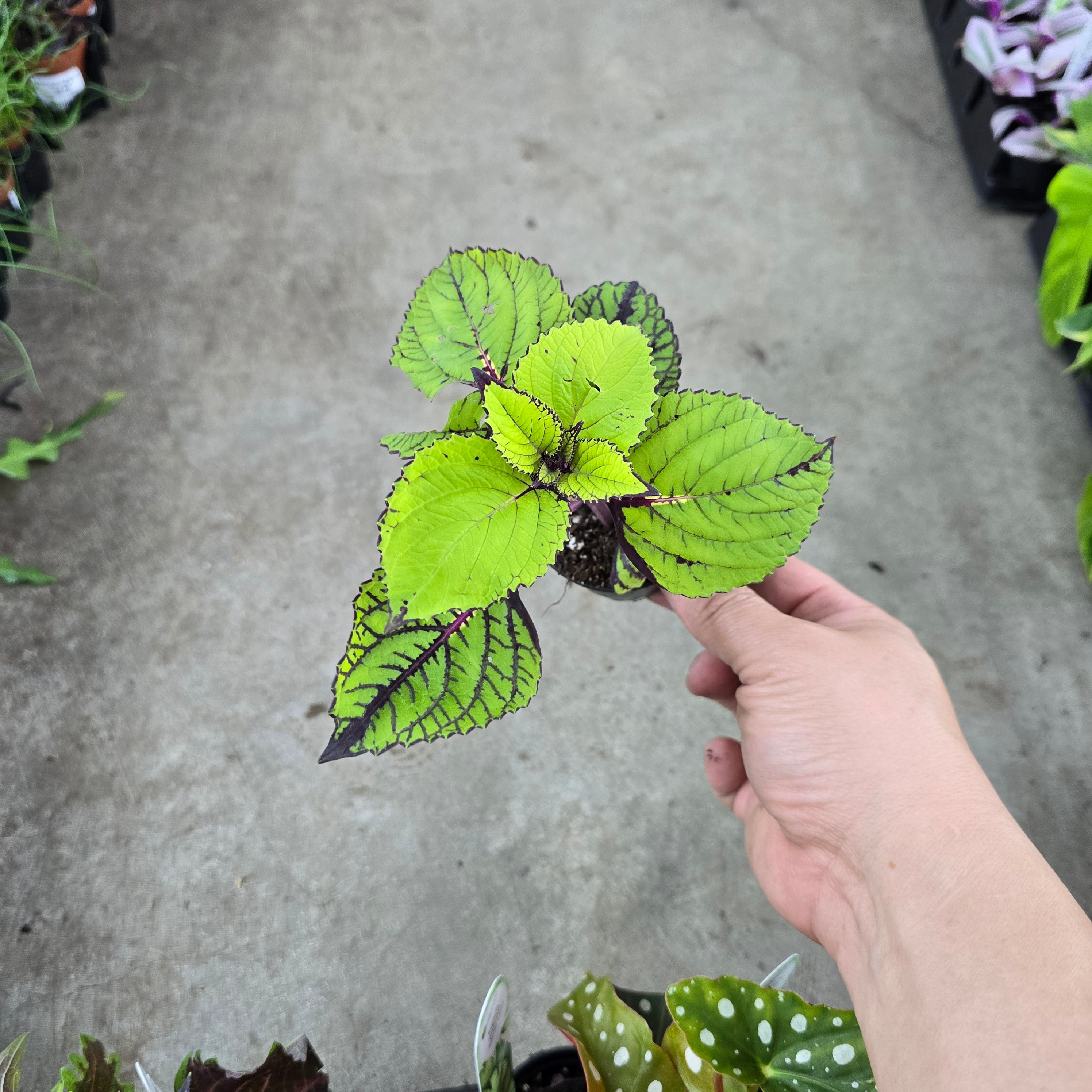 Coleus assorted -2 