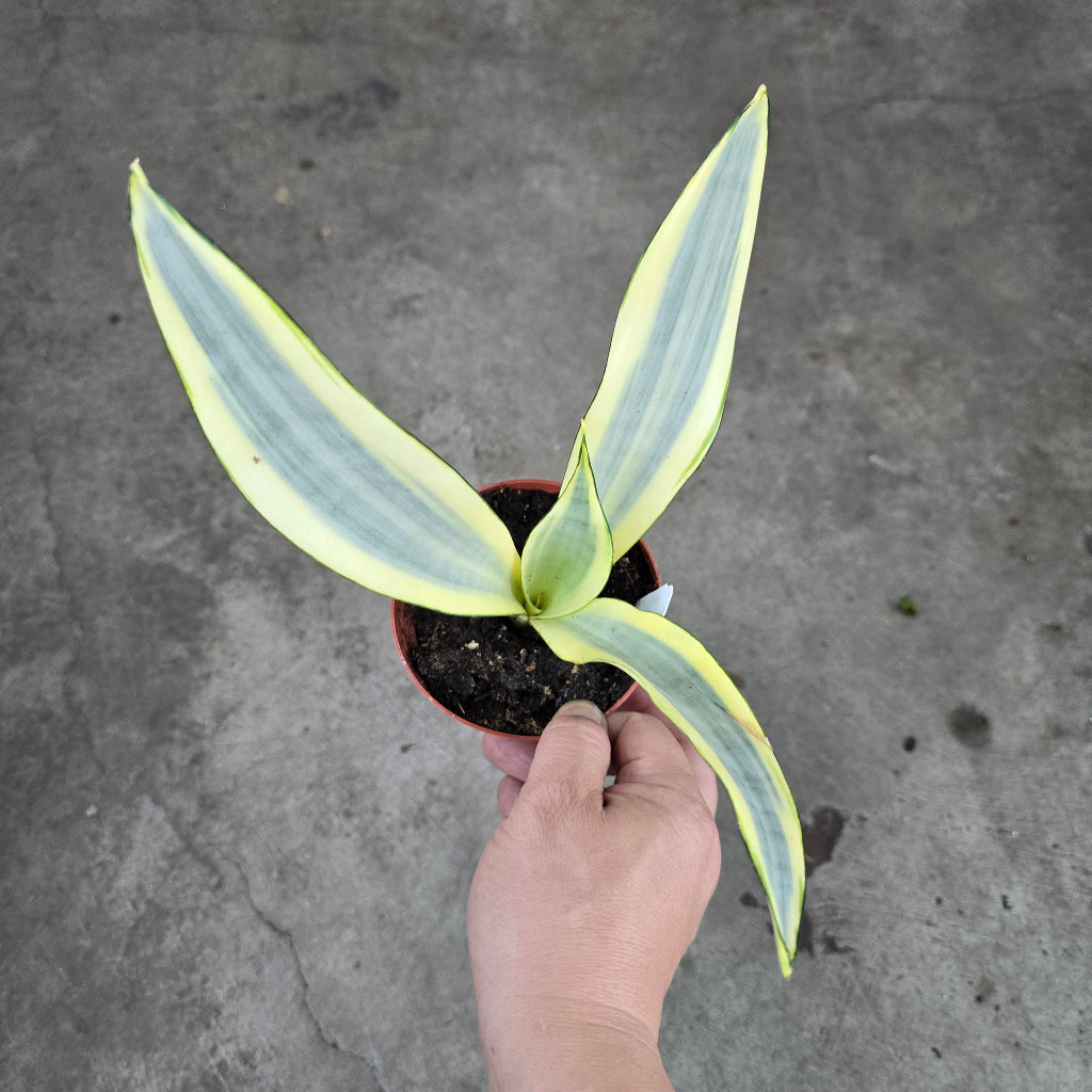 Sansevieria trifasciata 'Ghost' - 4"(rescue)