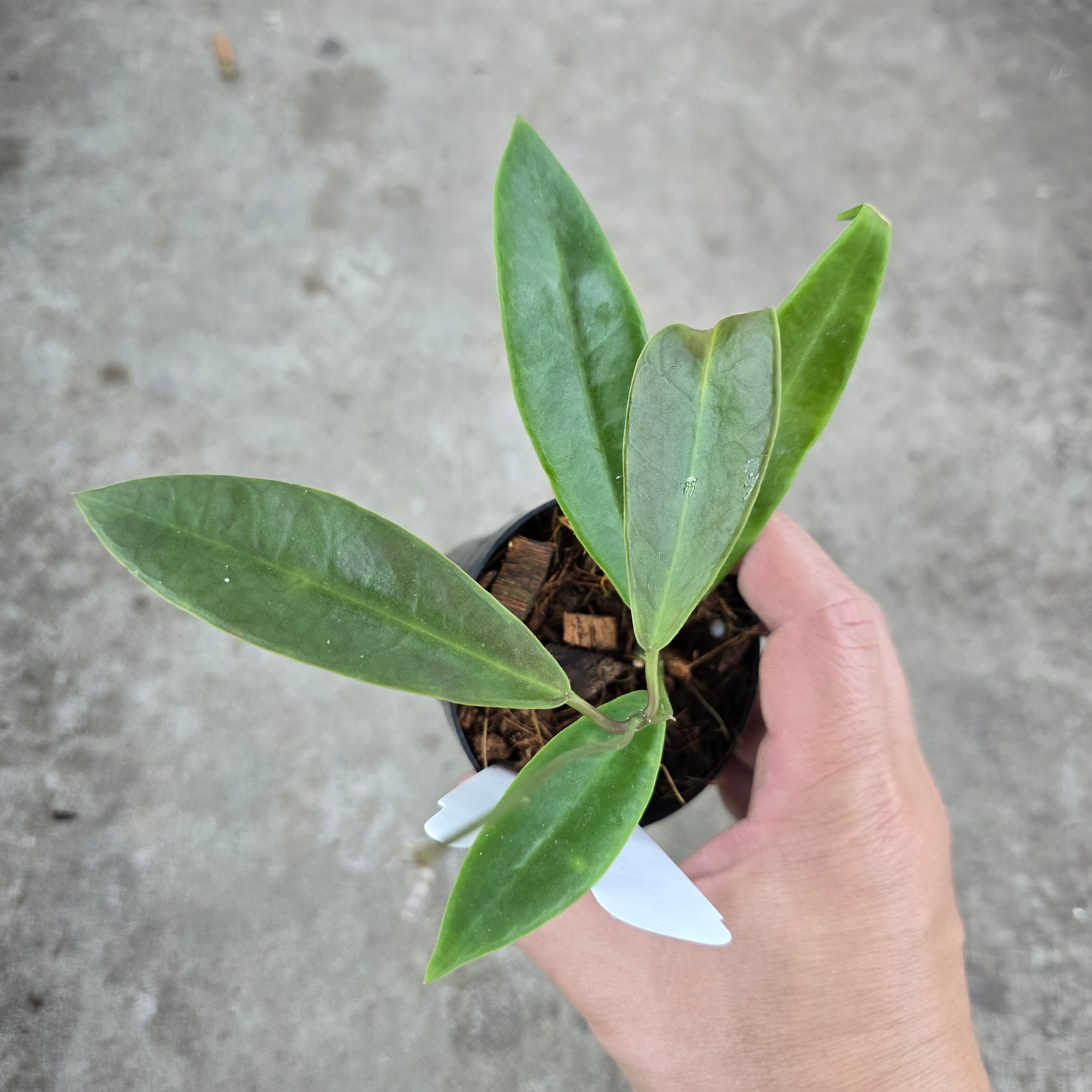 Hoya pulchra - 3