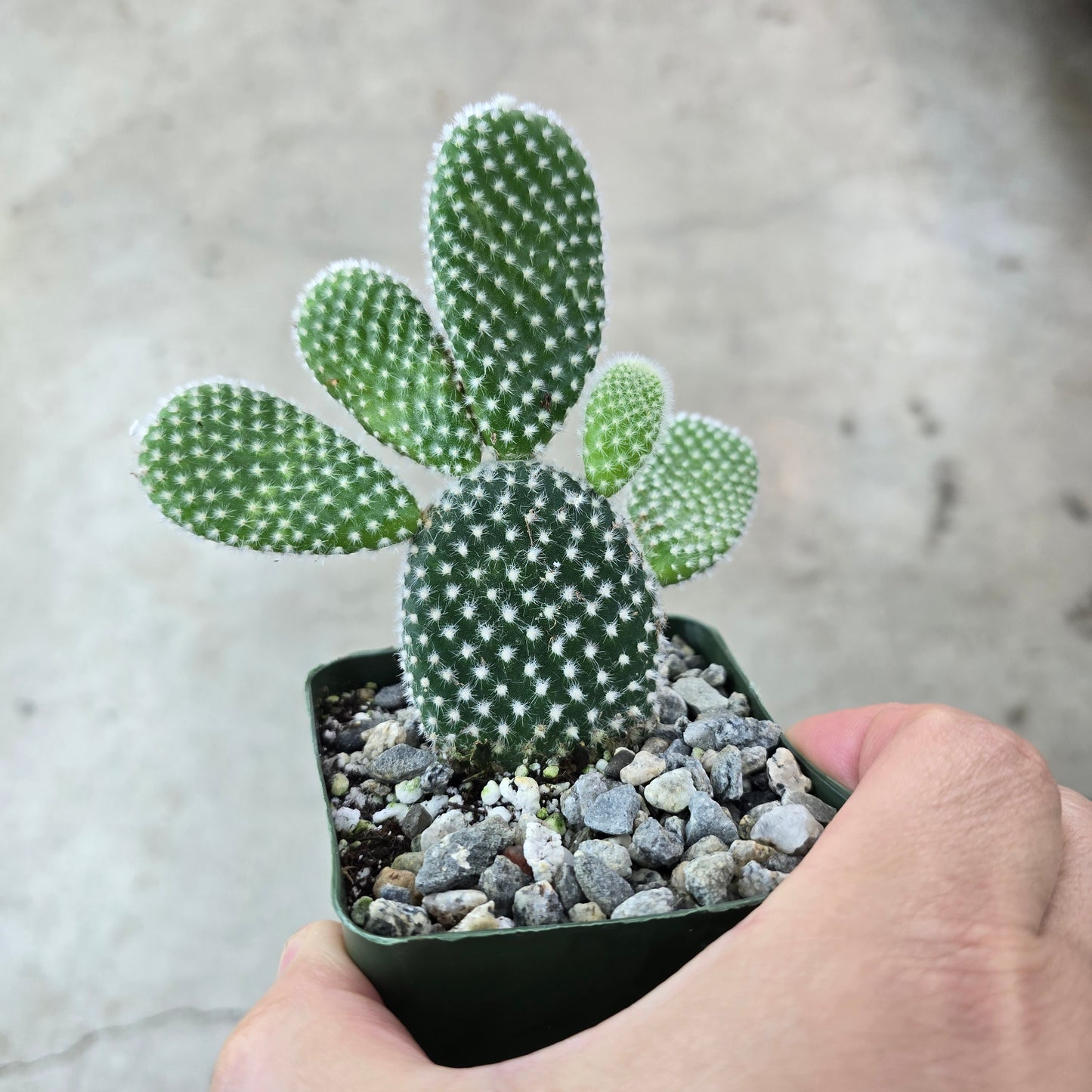 Opuntia microdasys - 4"