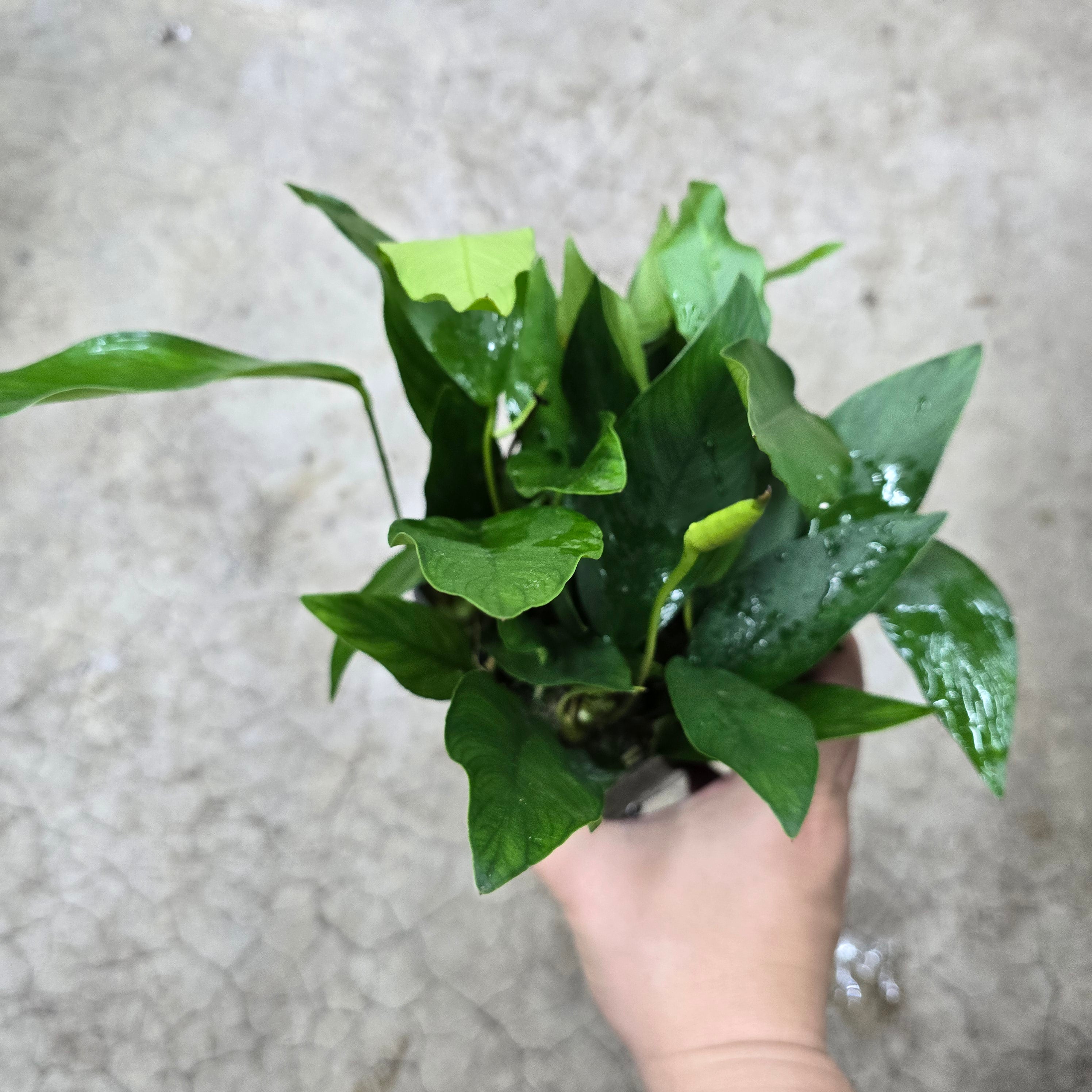 Anubias Nancon - Mother Plant