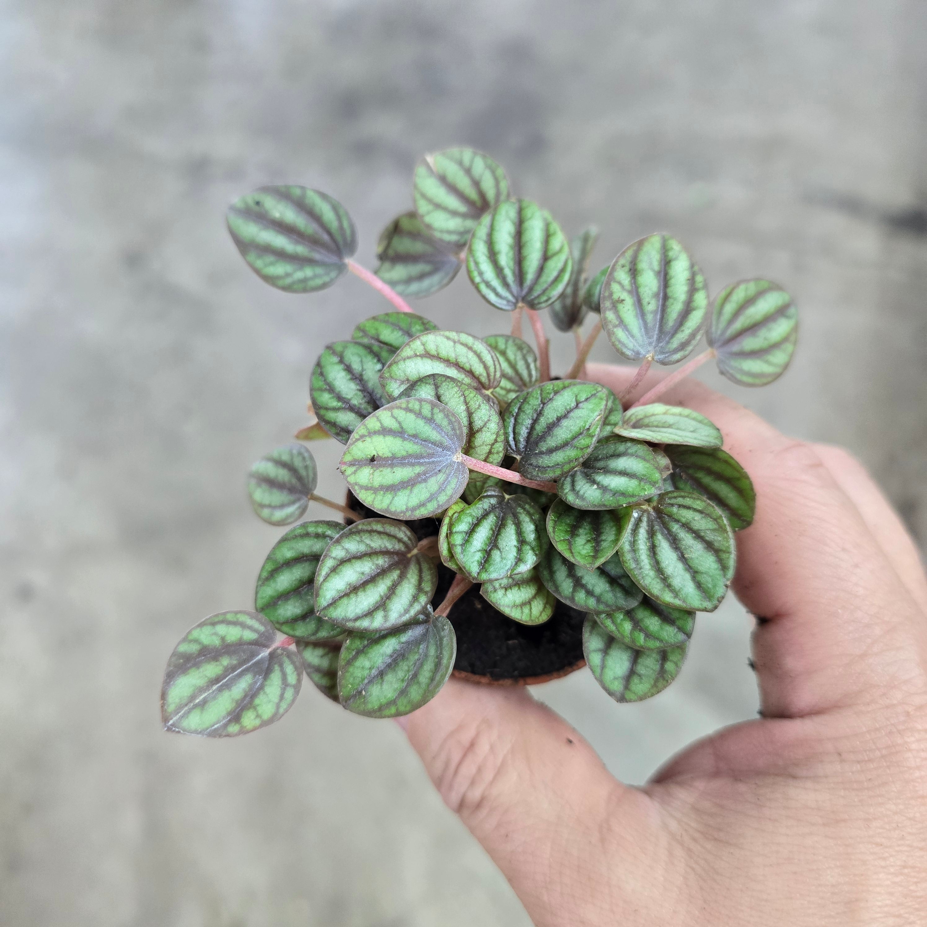 Peperomia albovittata Peacock - 2