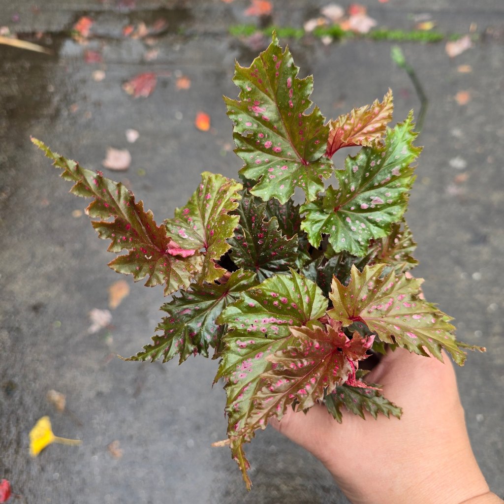 Begonia serratipetala - 4