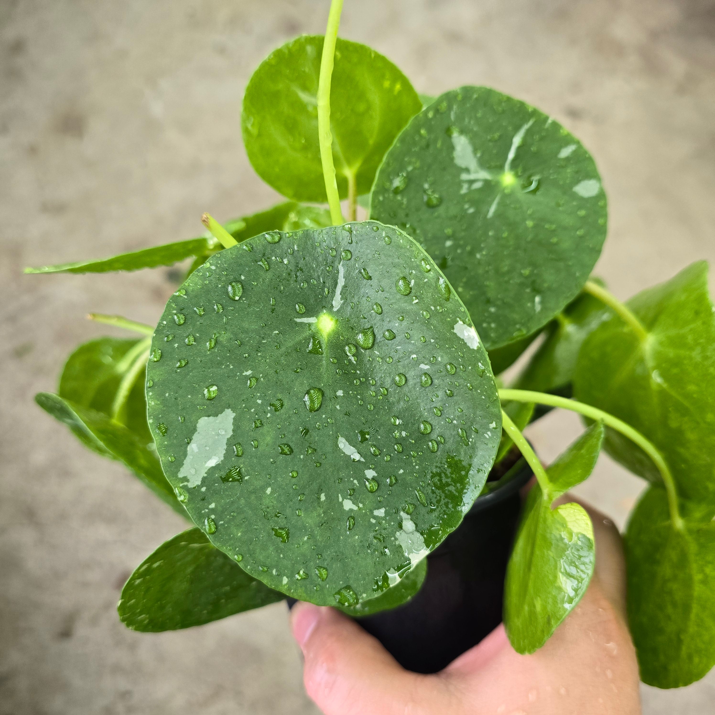 Pilea peperomioides 'white splash' - 4