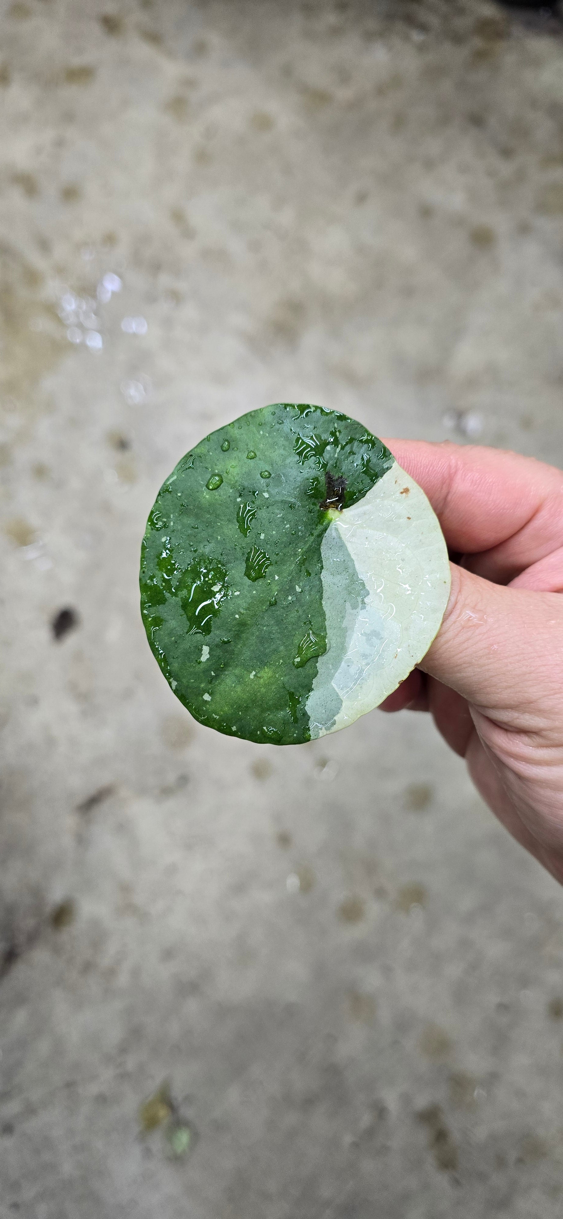 Pilea peperomioides 'white splash' - 4