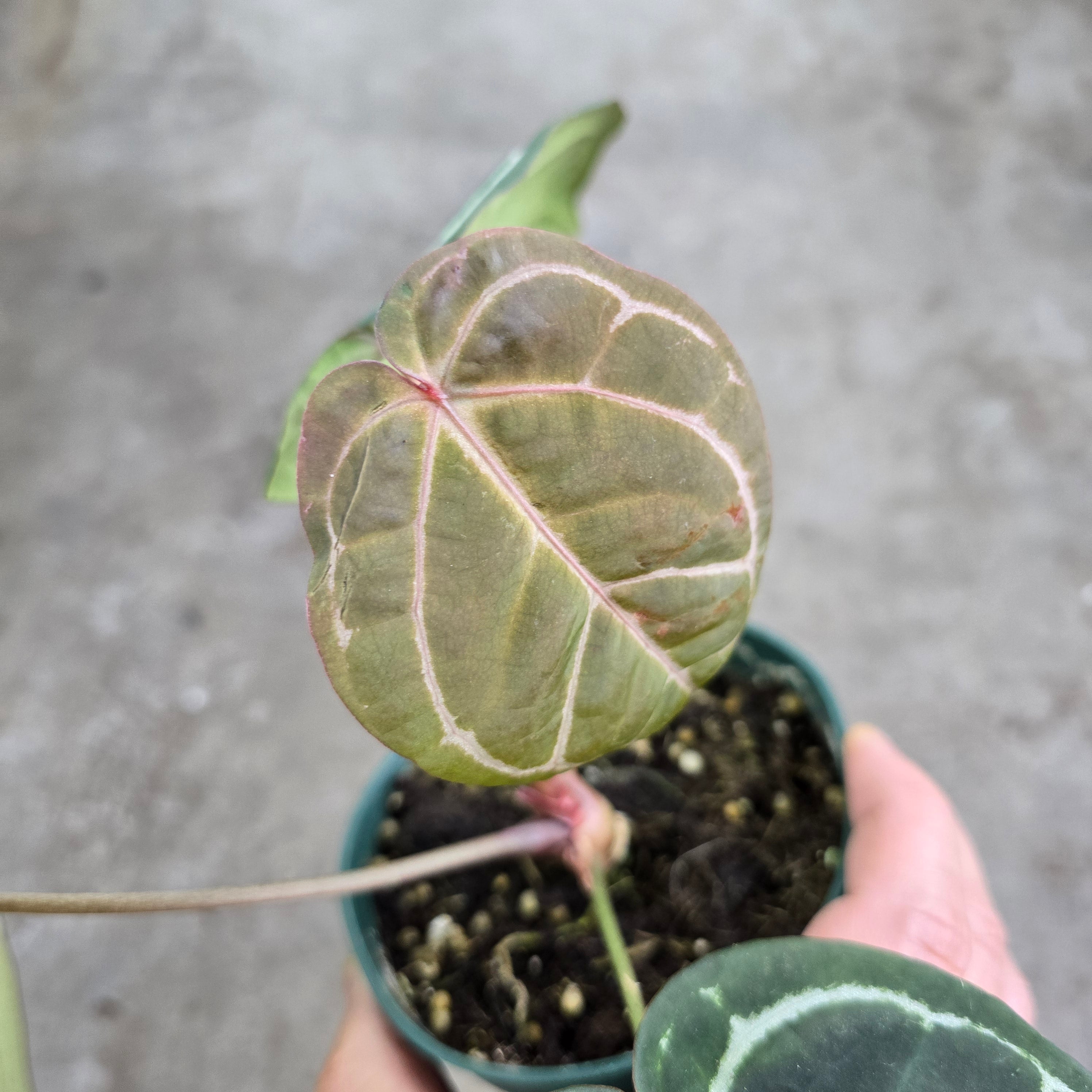 Anthurium hybrid 'Doc Block' - 5