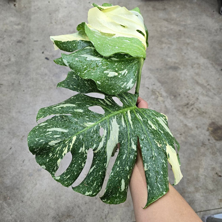 Monstera deliciosa 'Thai Constellation' - top cut