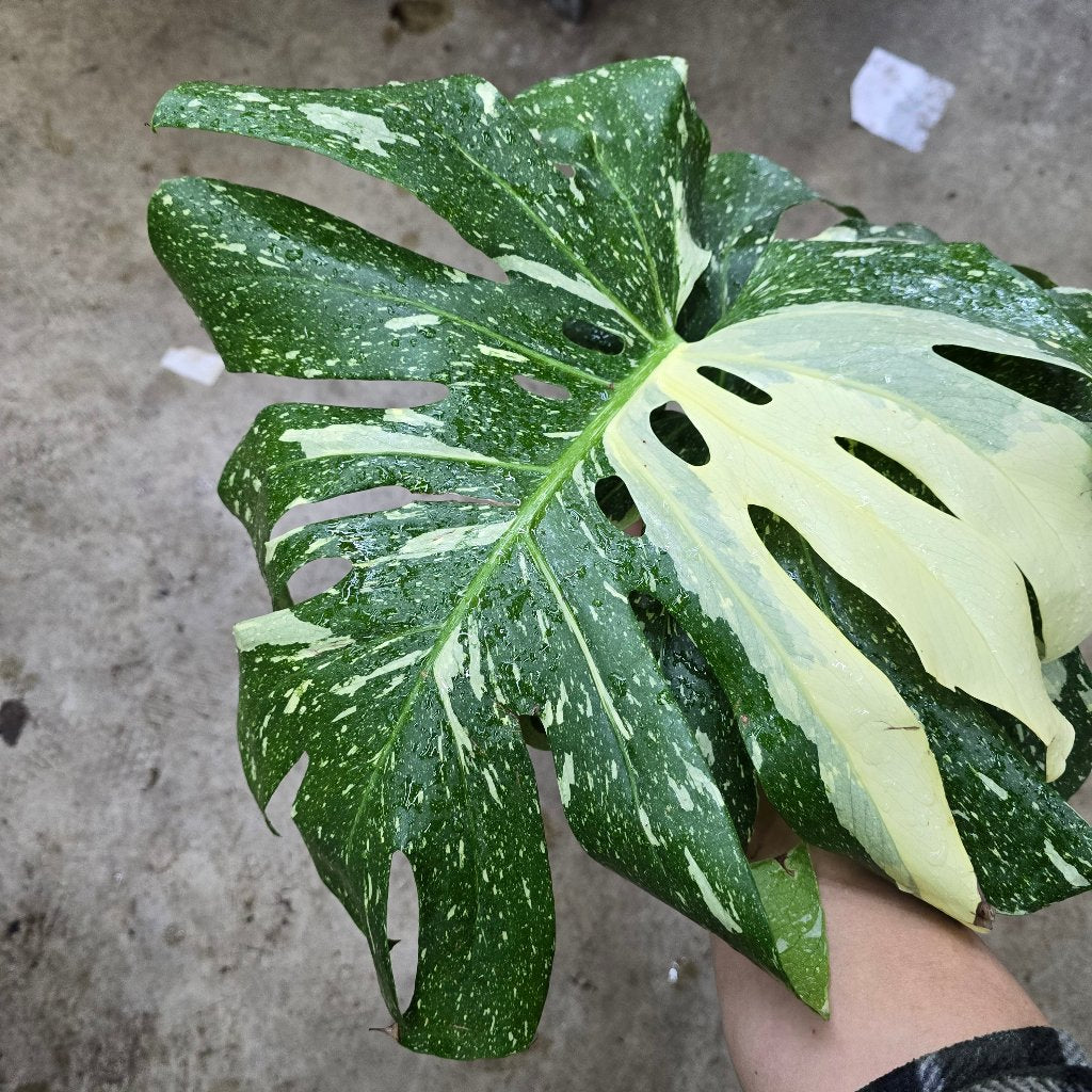 Monstera deliciosa 'Thai Constellation' - top cut