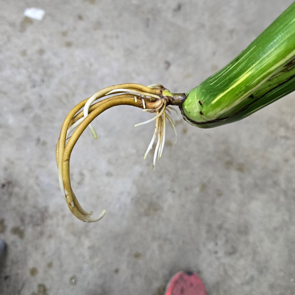 Monstera deliciosa 'Thai Constellation' - top cut