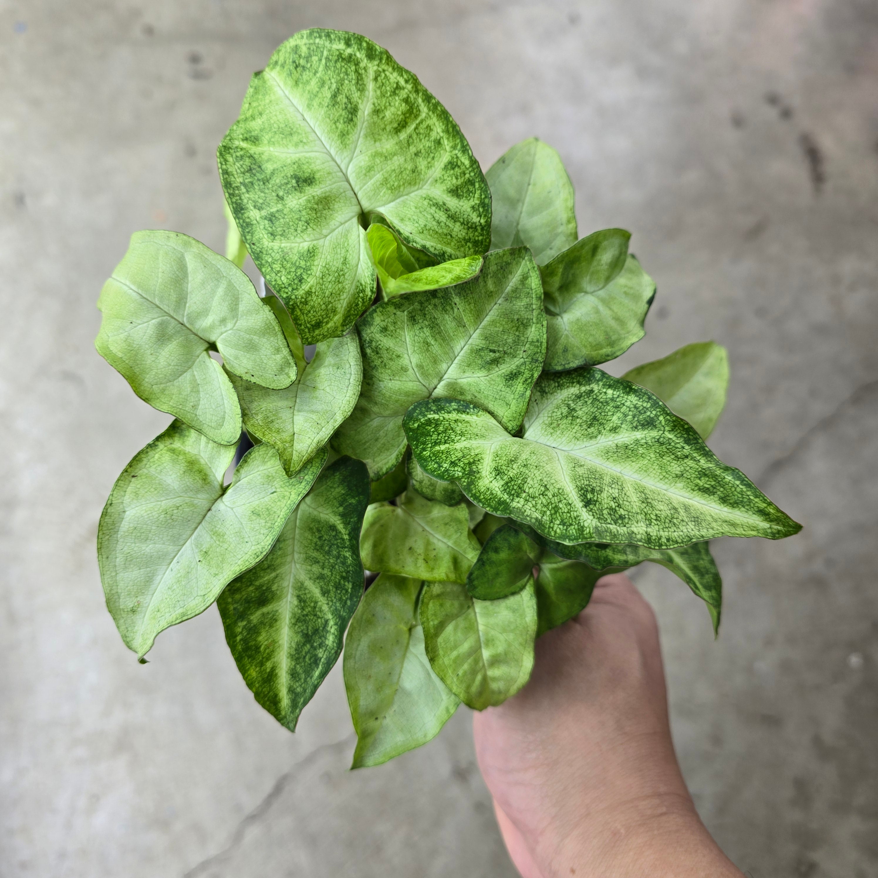 Syngonium 'White Butterfly' - 4.5