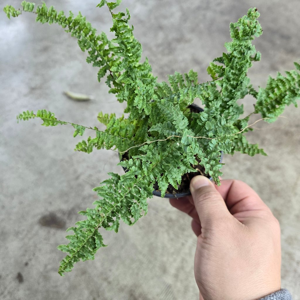 Nephrolepis exaltata ‘Fluffy Ruffles’ - 4