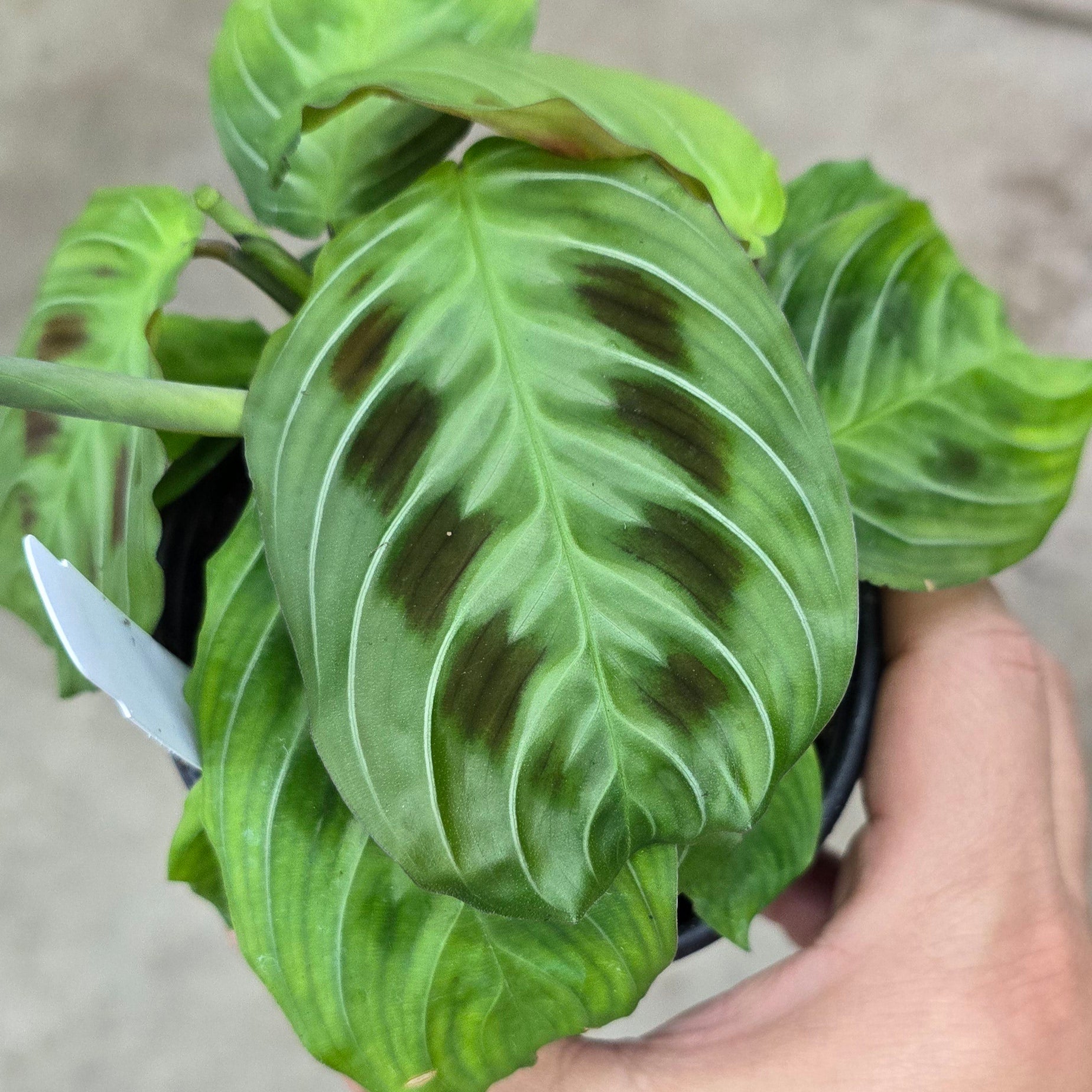 Maranta leuconeura 'massangeana' - 4