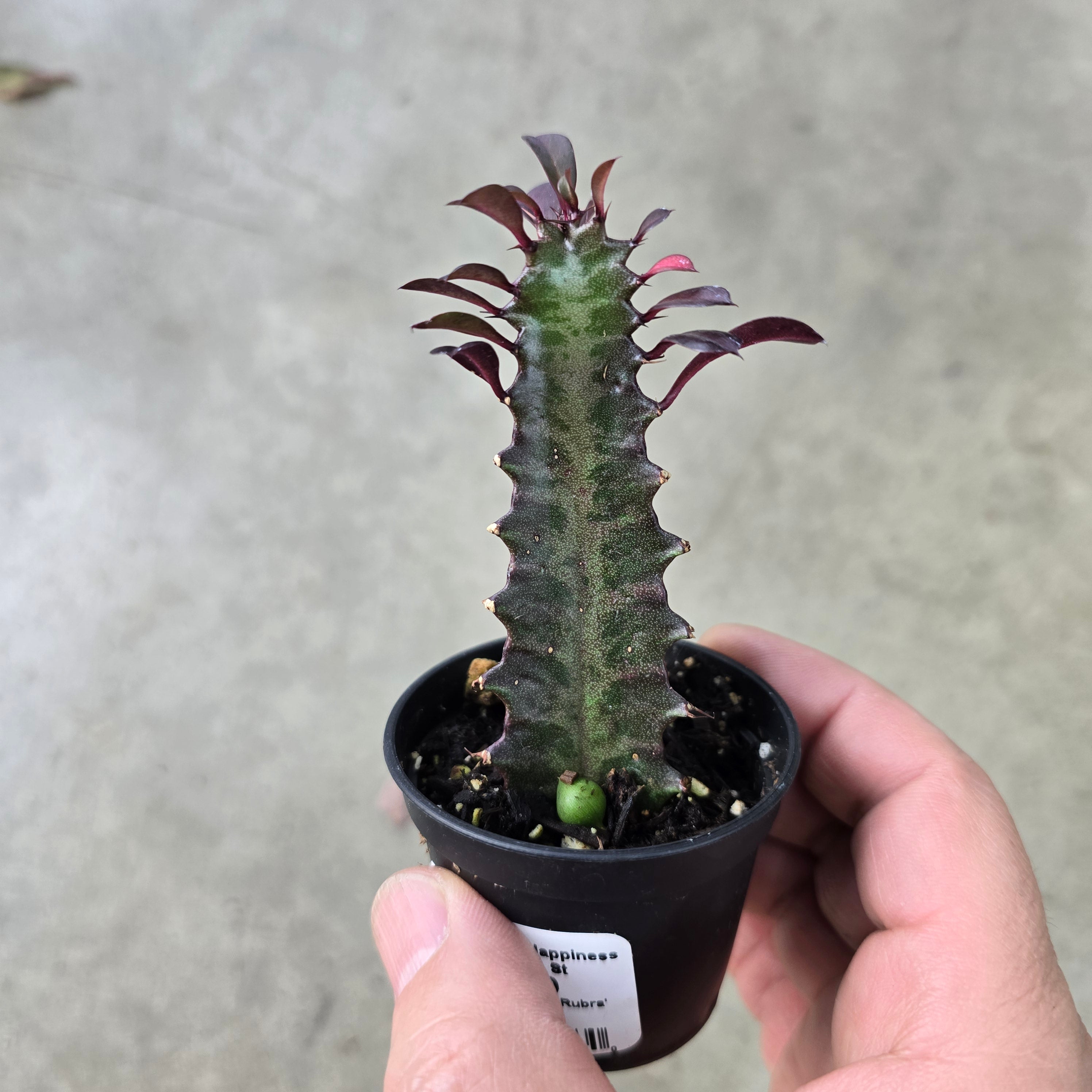 Euphorbia trigona 'Rubra' - 2