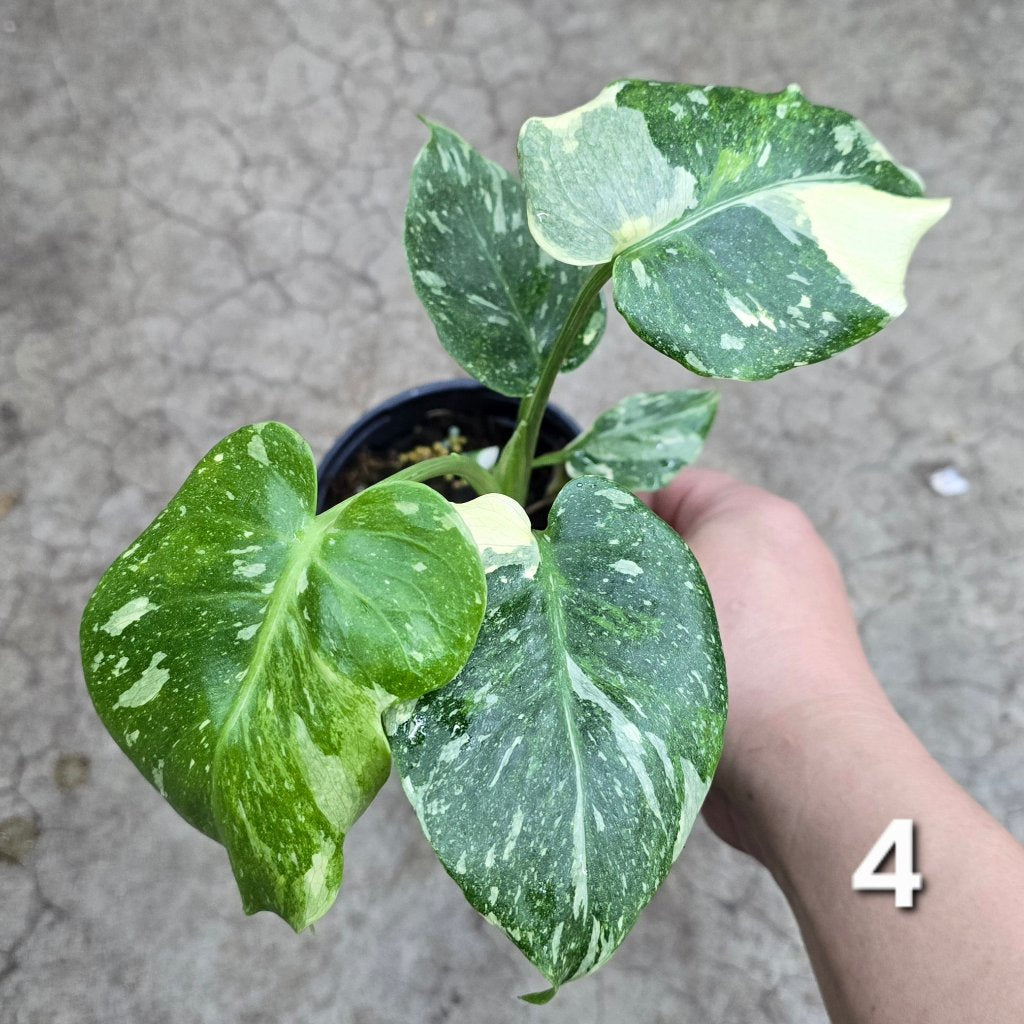 Monstera 'Thai Constellatio' Miracle Tricolor - 4