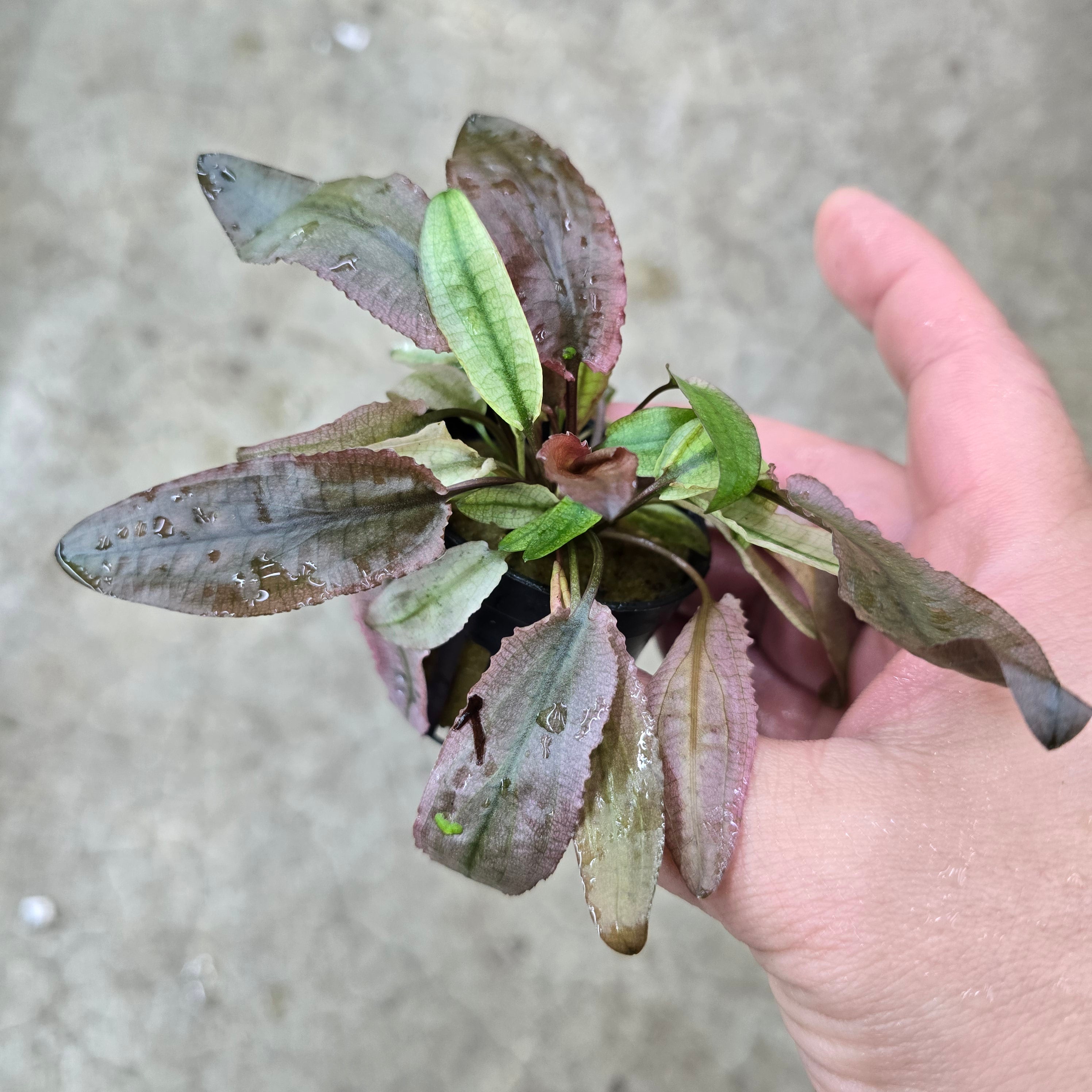 Cryptocoryne flamingo - 2