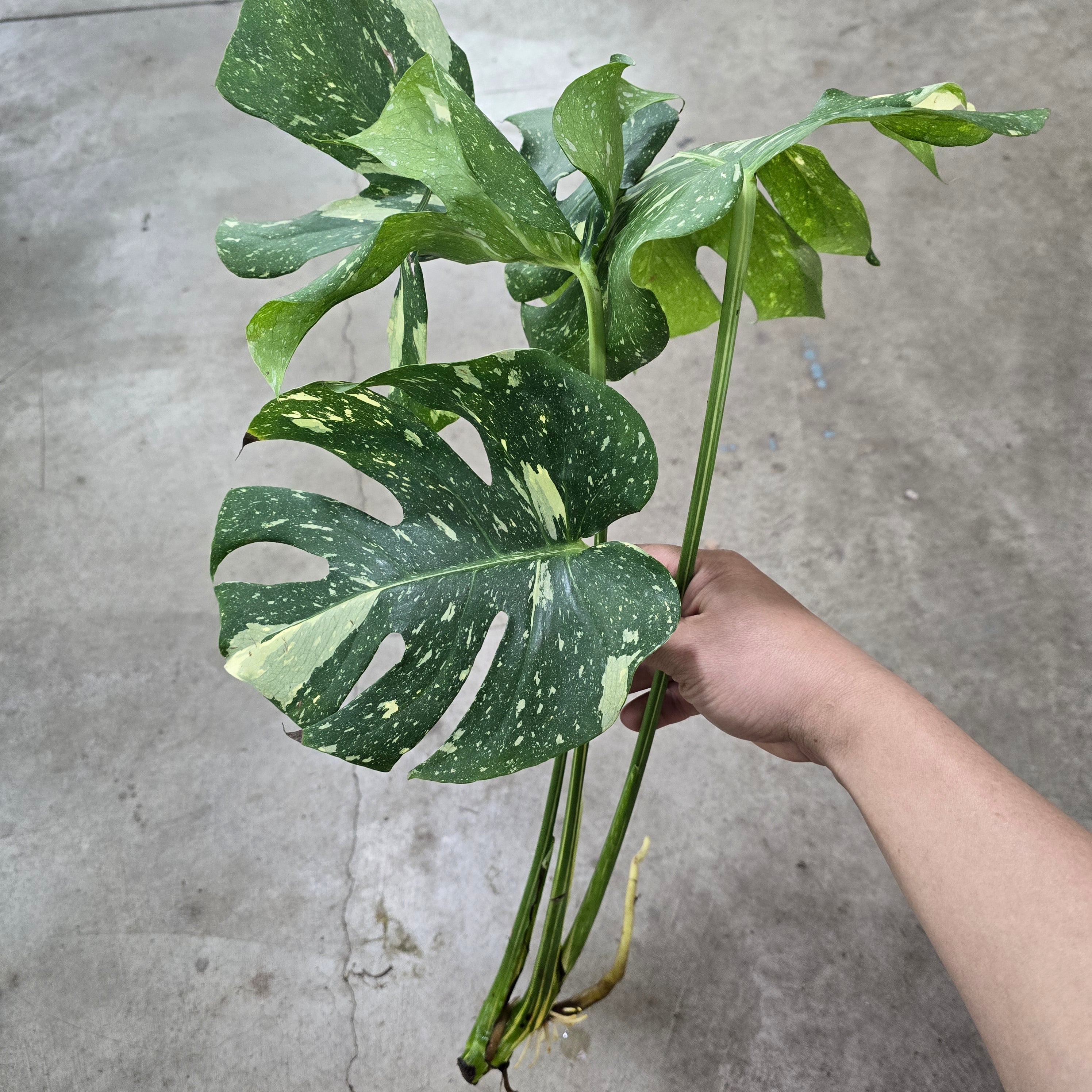 Monstera 'Thai Constellation' - Cutting