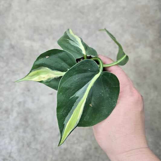 Philodendron hederaceum 'Silver Stripe' - 2"