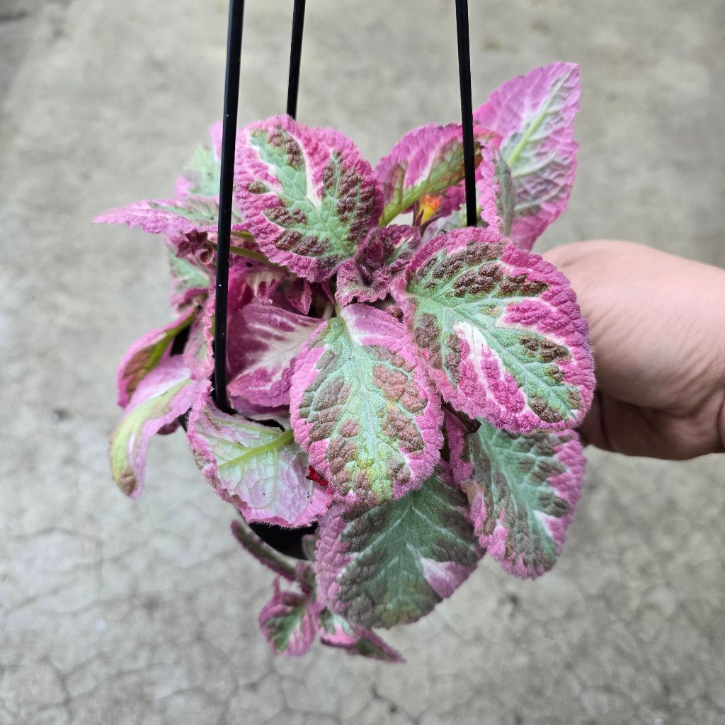 Episcia cleopatra - 4