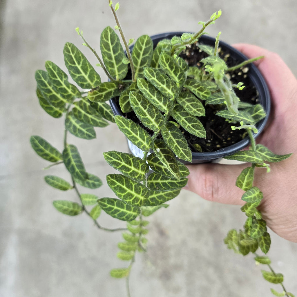 Solanum evolvulifolium - 4"