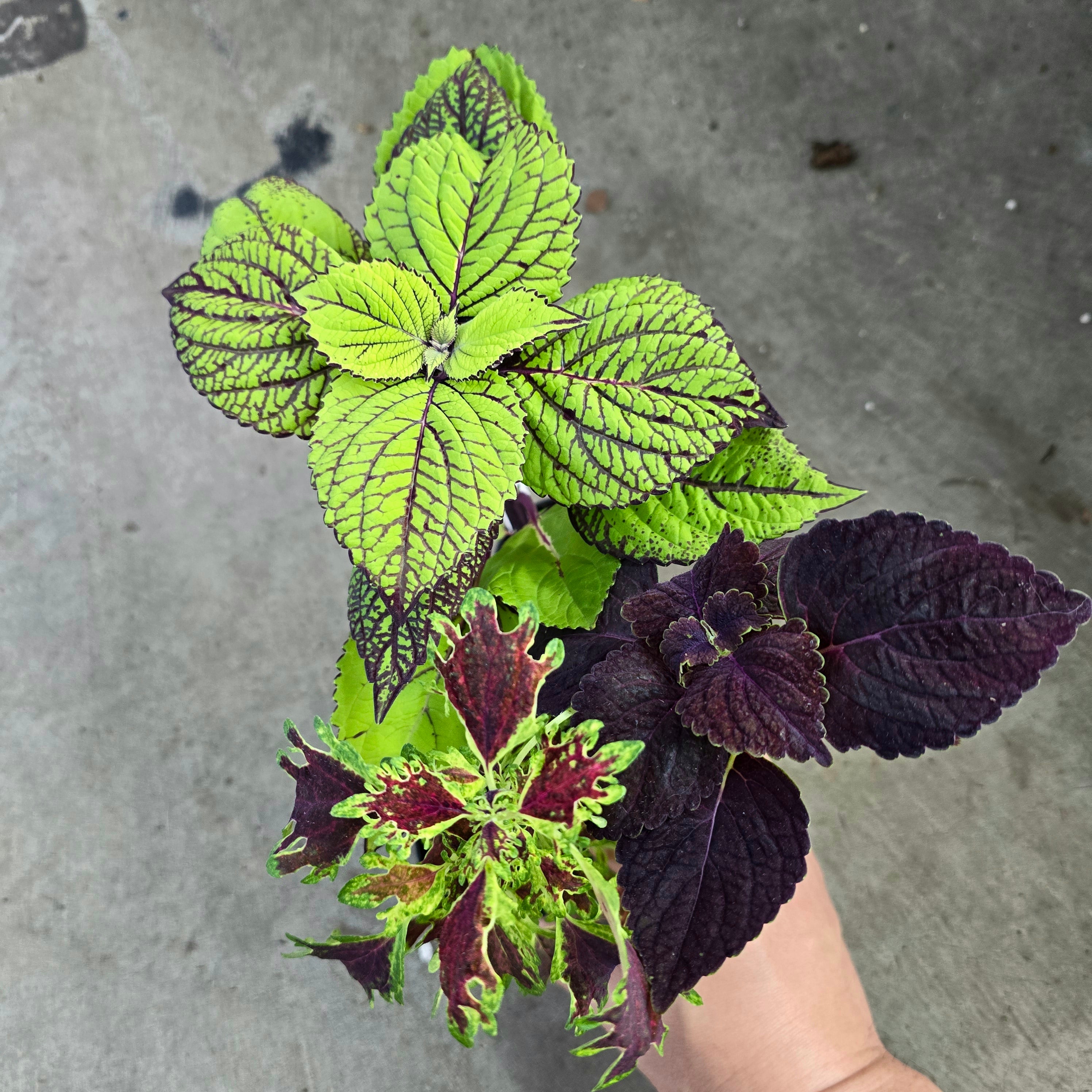 Coleus assorted -2 