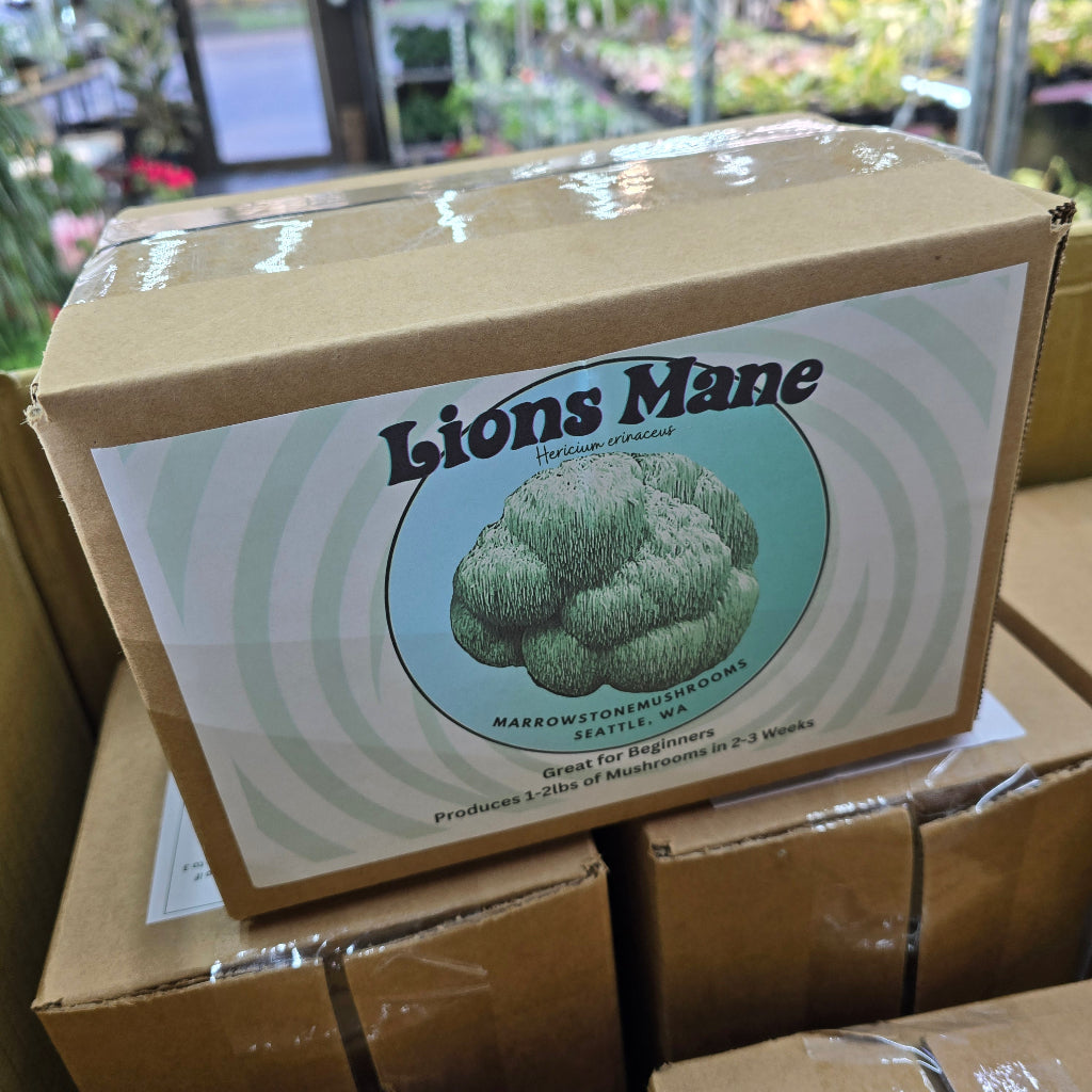 Lion's mane Mushroom Kit