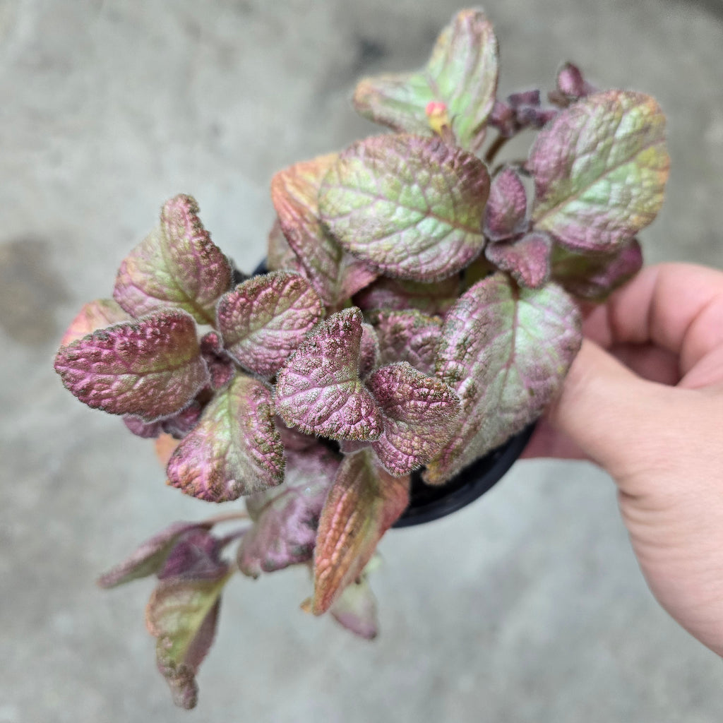 Episcia cupreata - 4