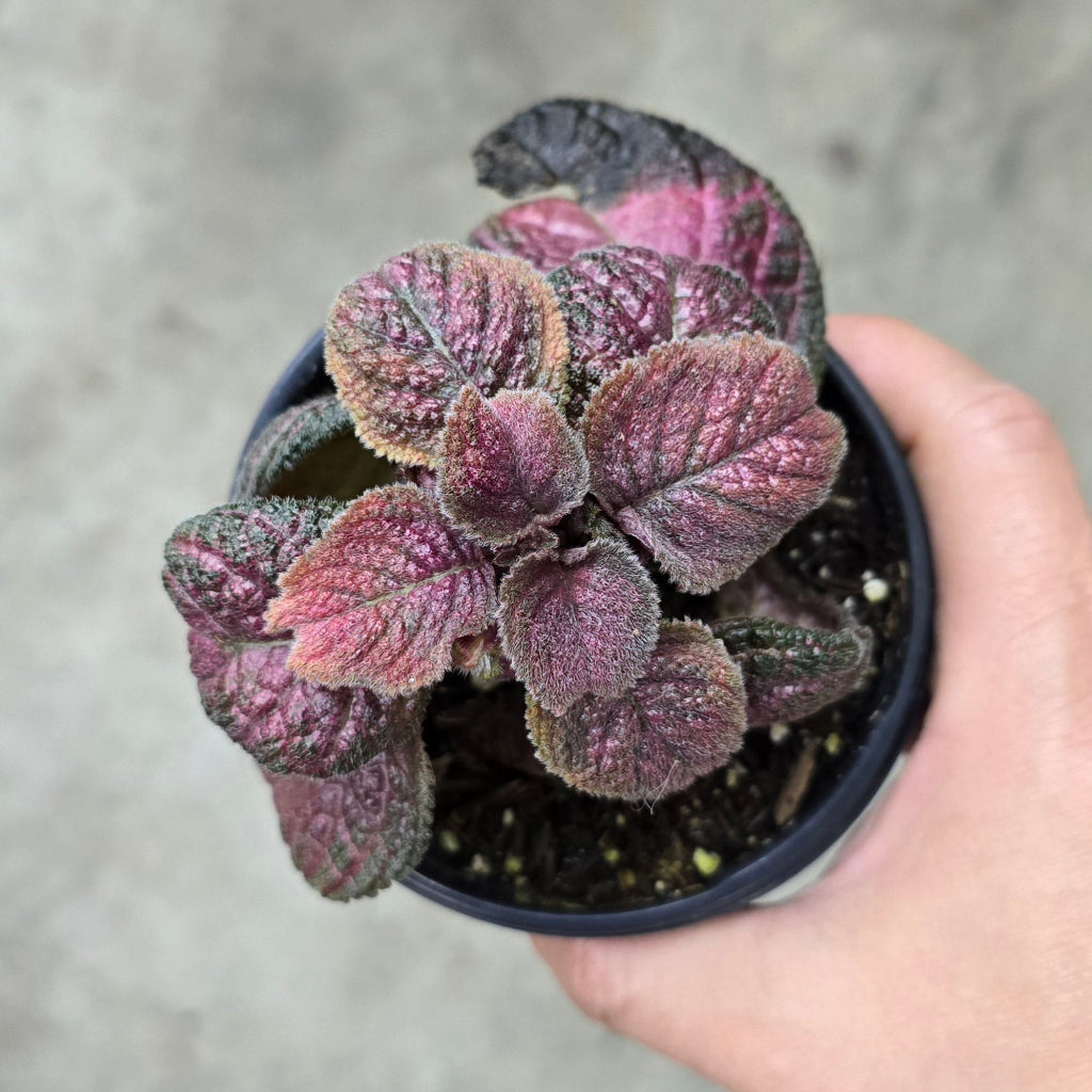 Episcia cupreata - 4