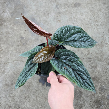 Anthurium luxurians hybrid - 6"