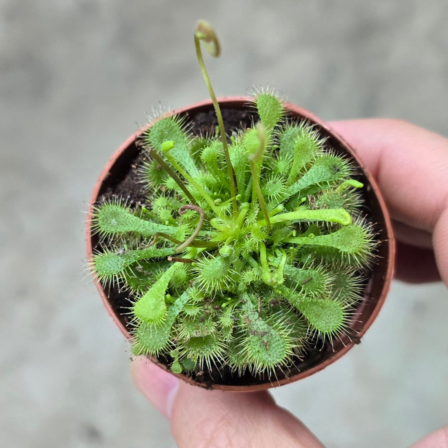 Drosera assorted - 2"