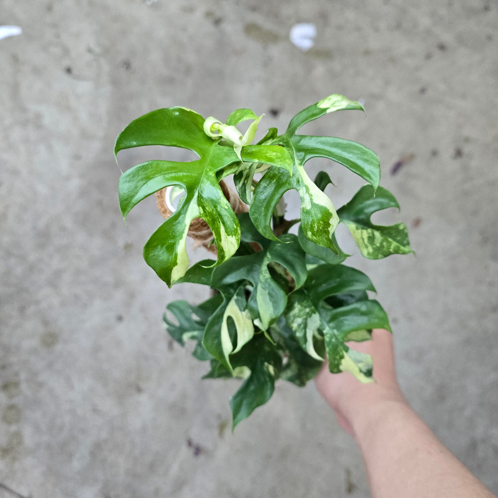 Rhaphidophora tetrasperma  'Albo-Variegata' - 2