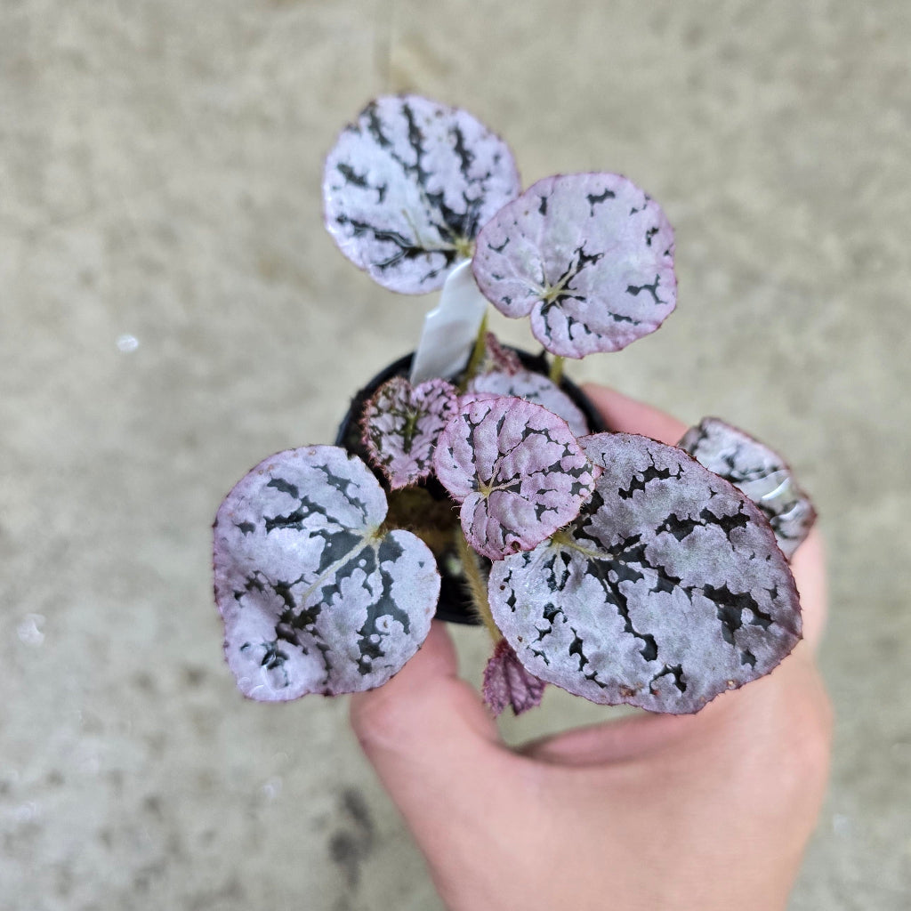 Begonia rex 'Silver Dollar' - 2