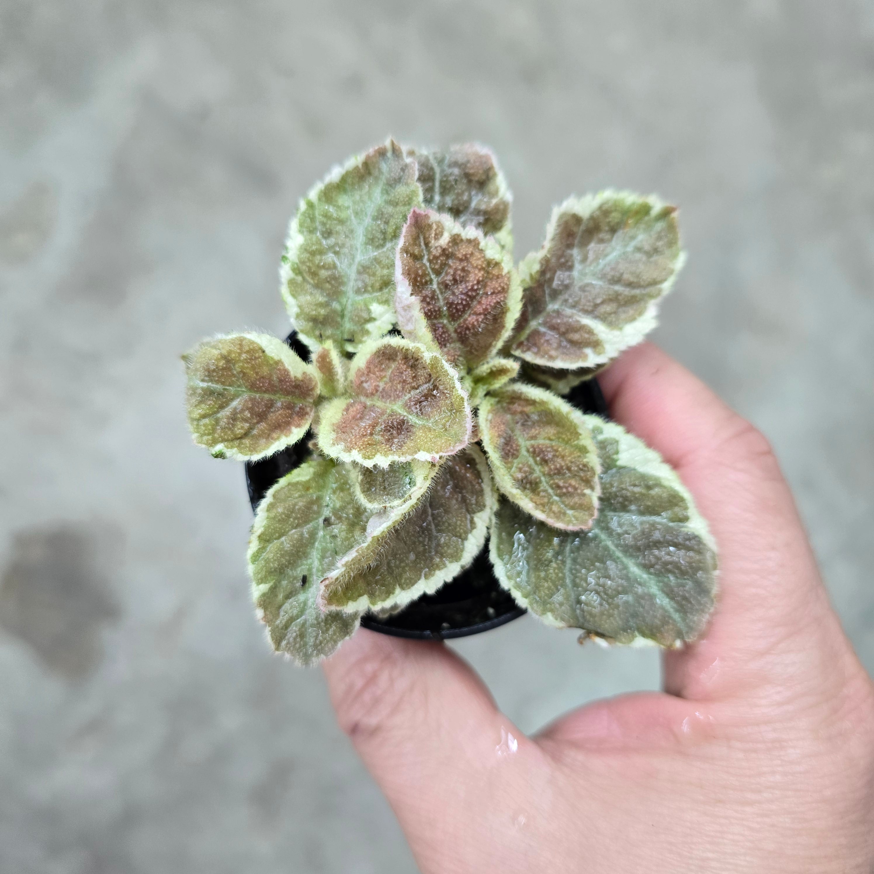 Episcia 'Scarlett' - 2