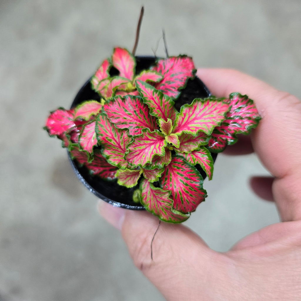 Fittonia 'Forest Flame' - 2