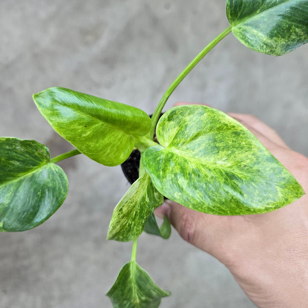 Philodendron giganteum 'Blizzard'